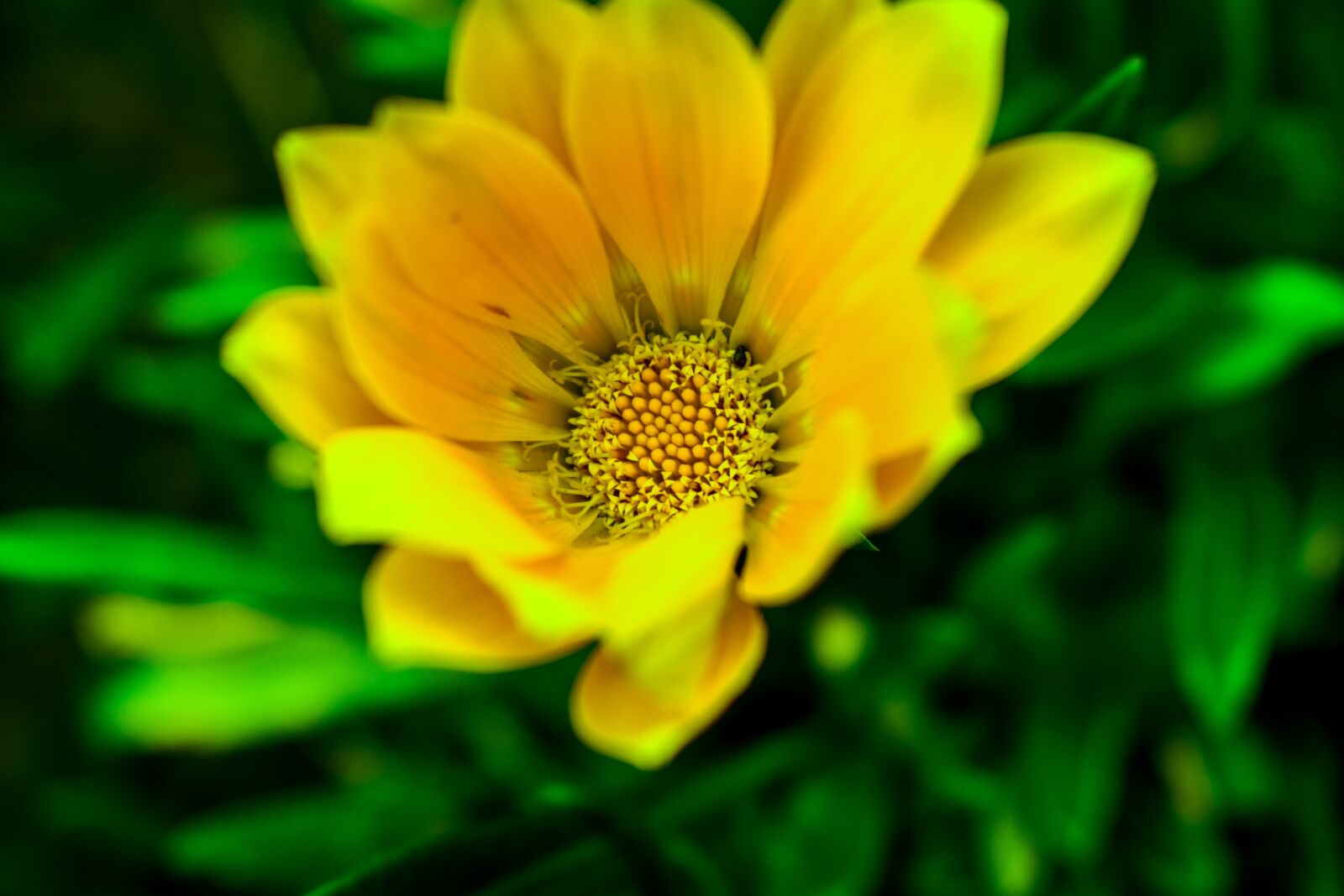 Nikon D3400 sample photo. Beautiful flower, garden, spring photography
