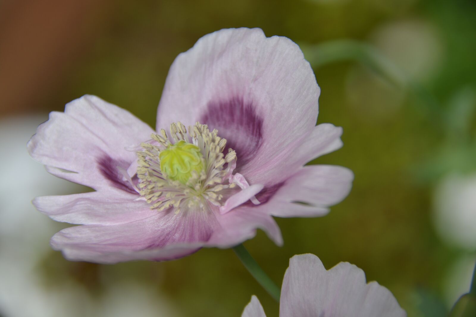 Nikon D5200 sample photo. Poppy, flower, nature photography
