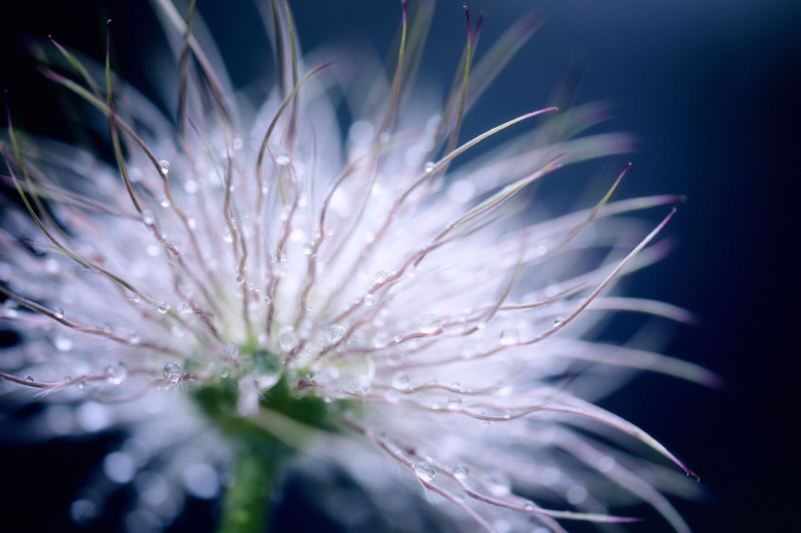 Nikon D3S sample photo. Pasqueflower, blossom, bloom photography