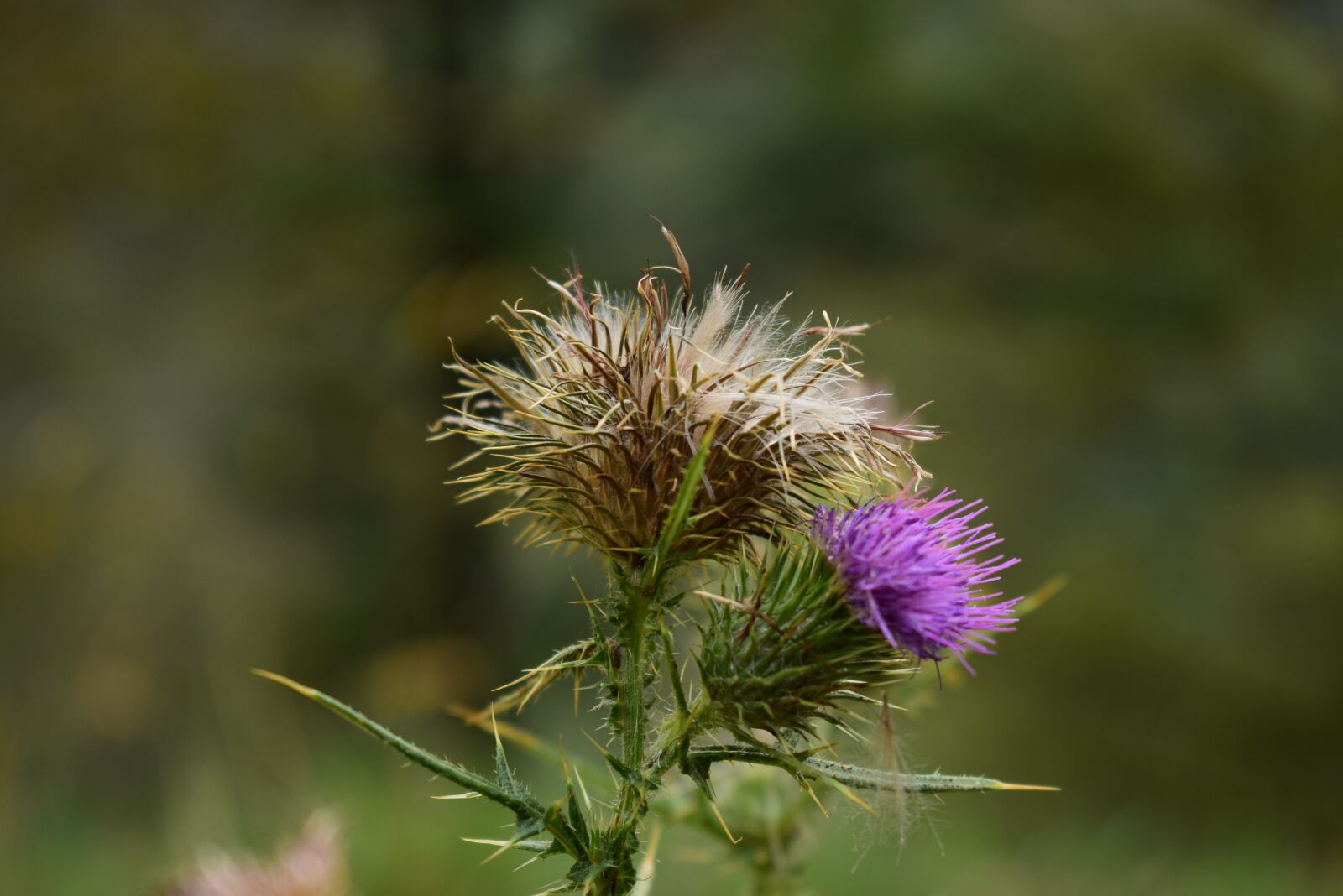 Nikon D5300 sample photo. Thistle, grass, flowers photography