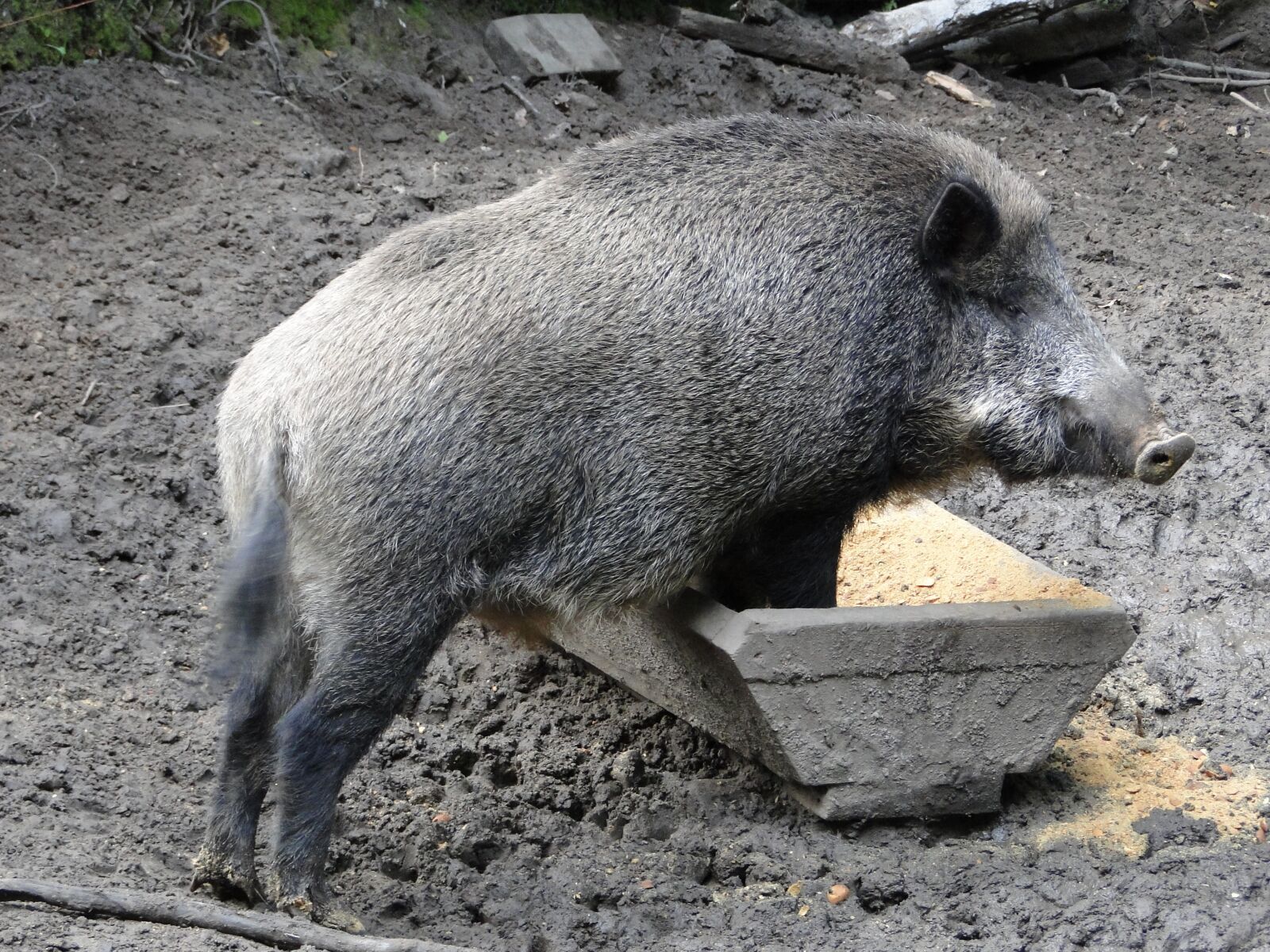 Sony Cyber-shot DSC-HX1 sample photo. Wild boar, animals, nature photography