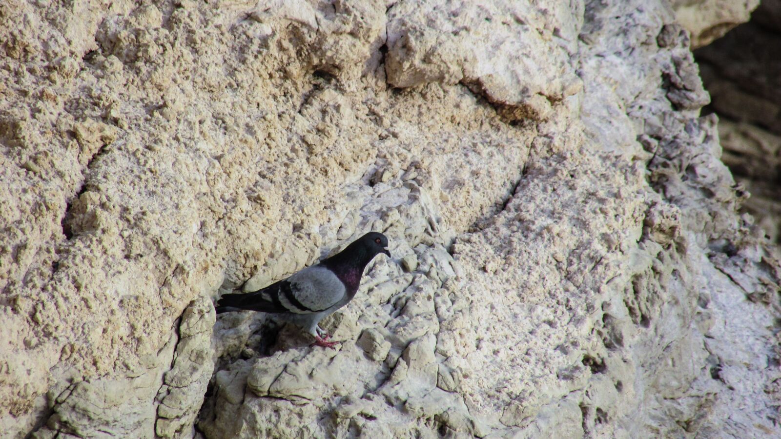 Canon PowerShot SX400 IS sample photo. Wild pigeon, cliff, rock photography
