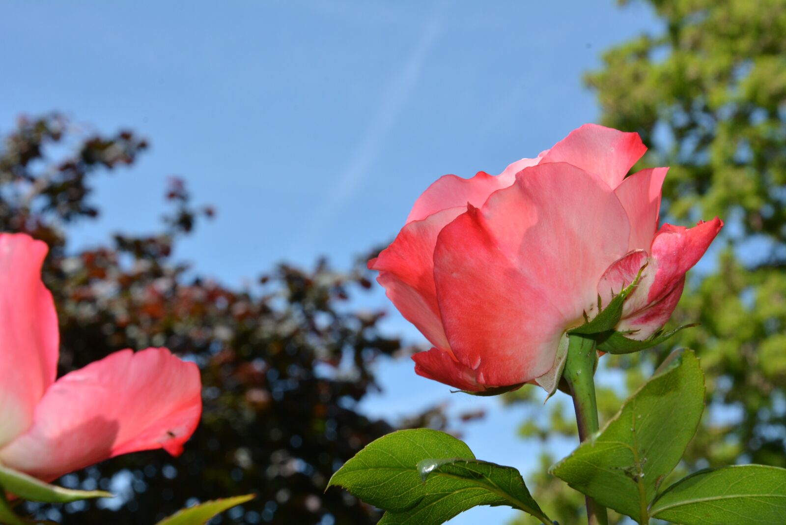 Nikon D7100 sample photo. Rose, garden, pink photography