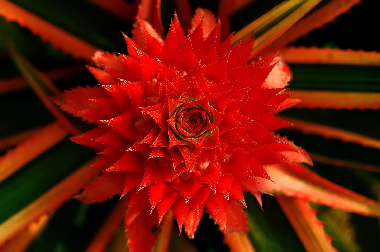 Nikon D40 sample photo. Flower, flora, nature photography