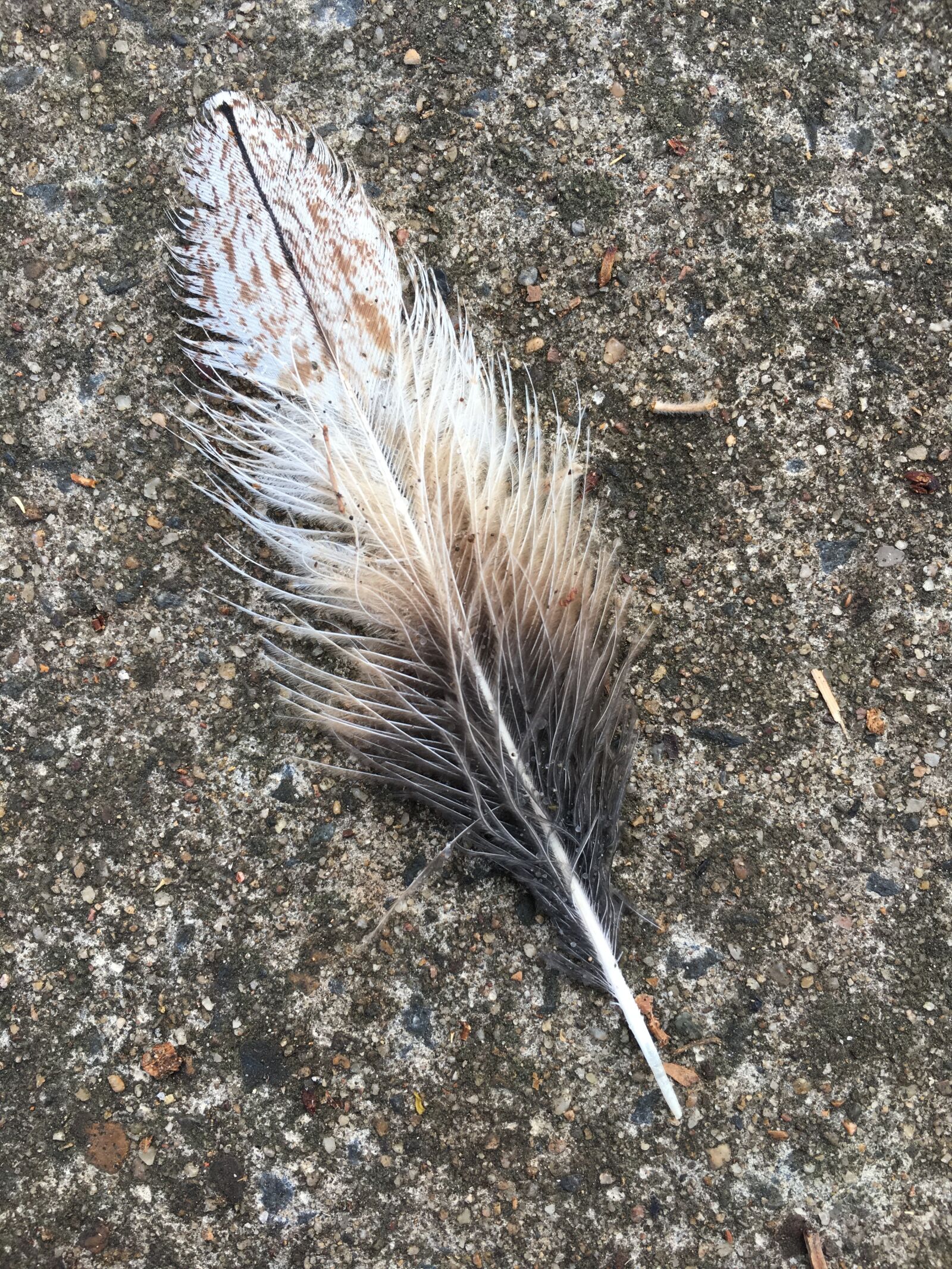 Apple iPhone 6s sample photo. Feather, nature photography