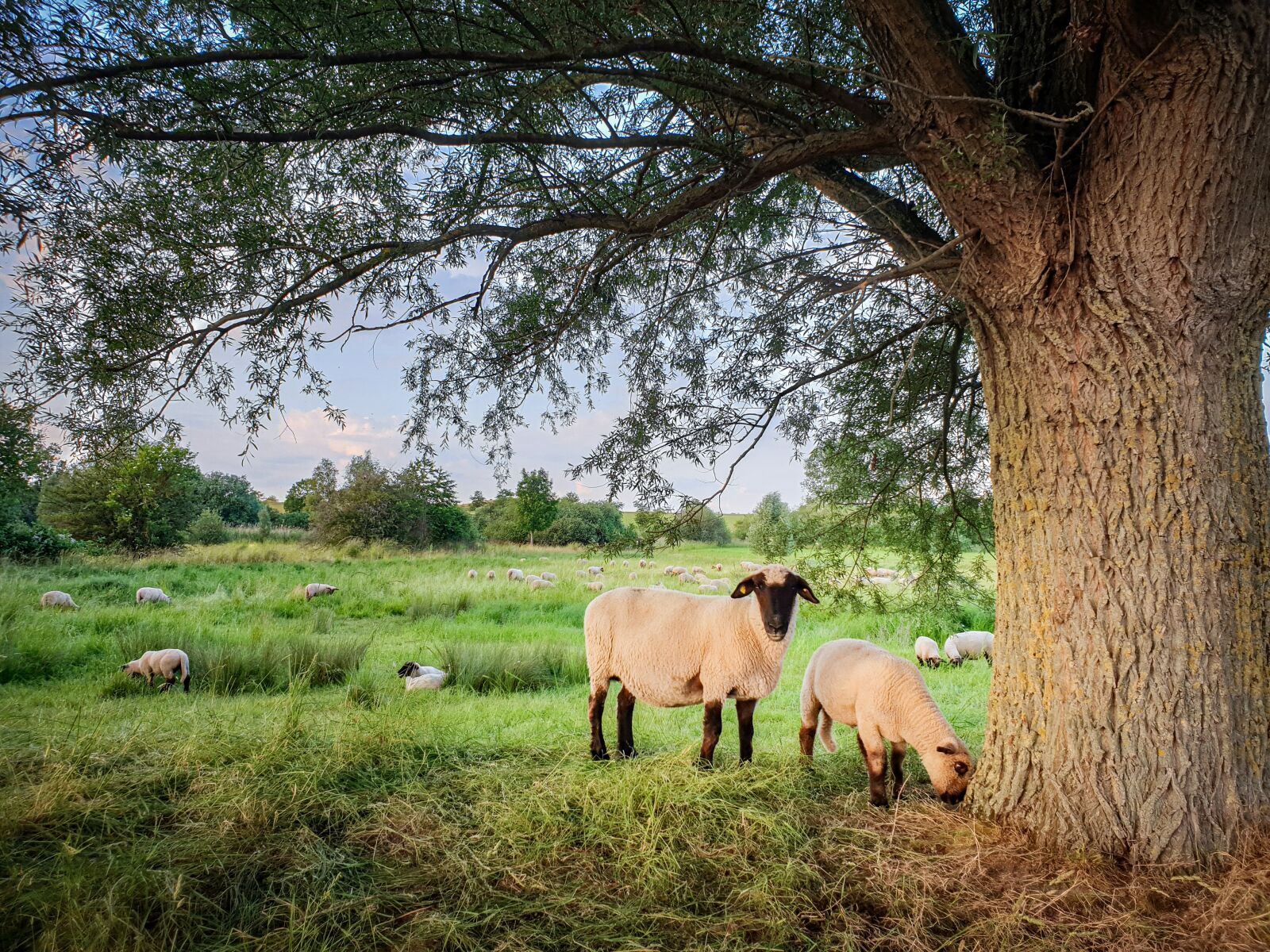 Samsung Galaxy S9 Rear Camera sample photo. Sheep, tree, grass photography