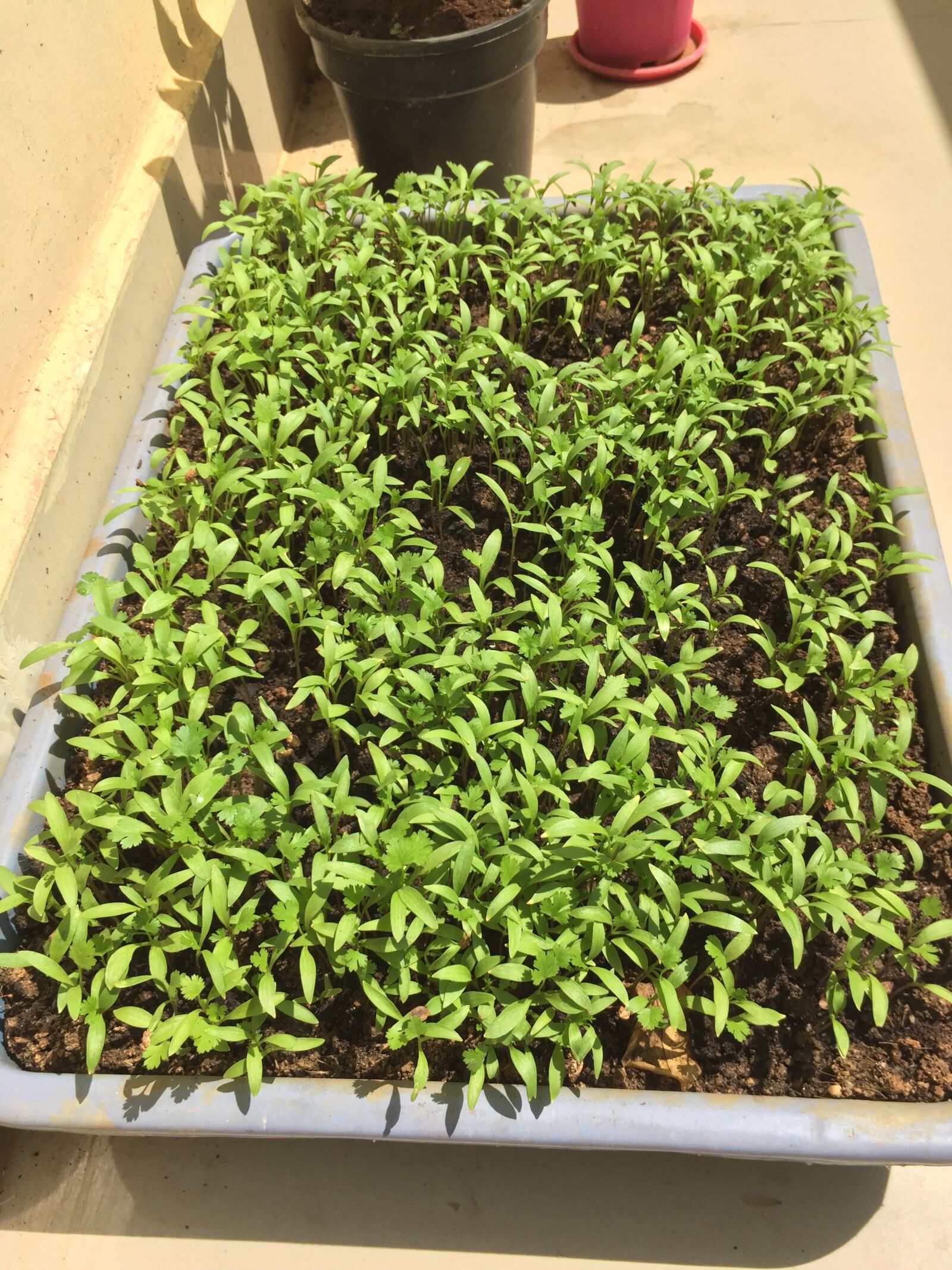 Apple iPhone 6 sample photo. Coriander, grow, new photography