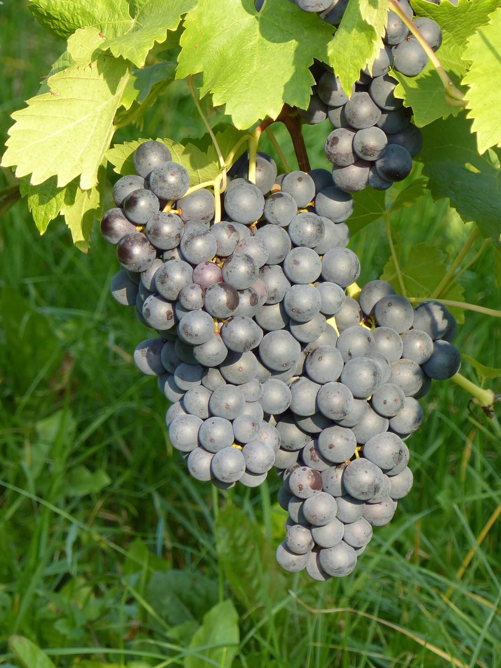 Panasonic Lumix DMC-FZ200 sample photo. Grape, blue, autumn photography