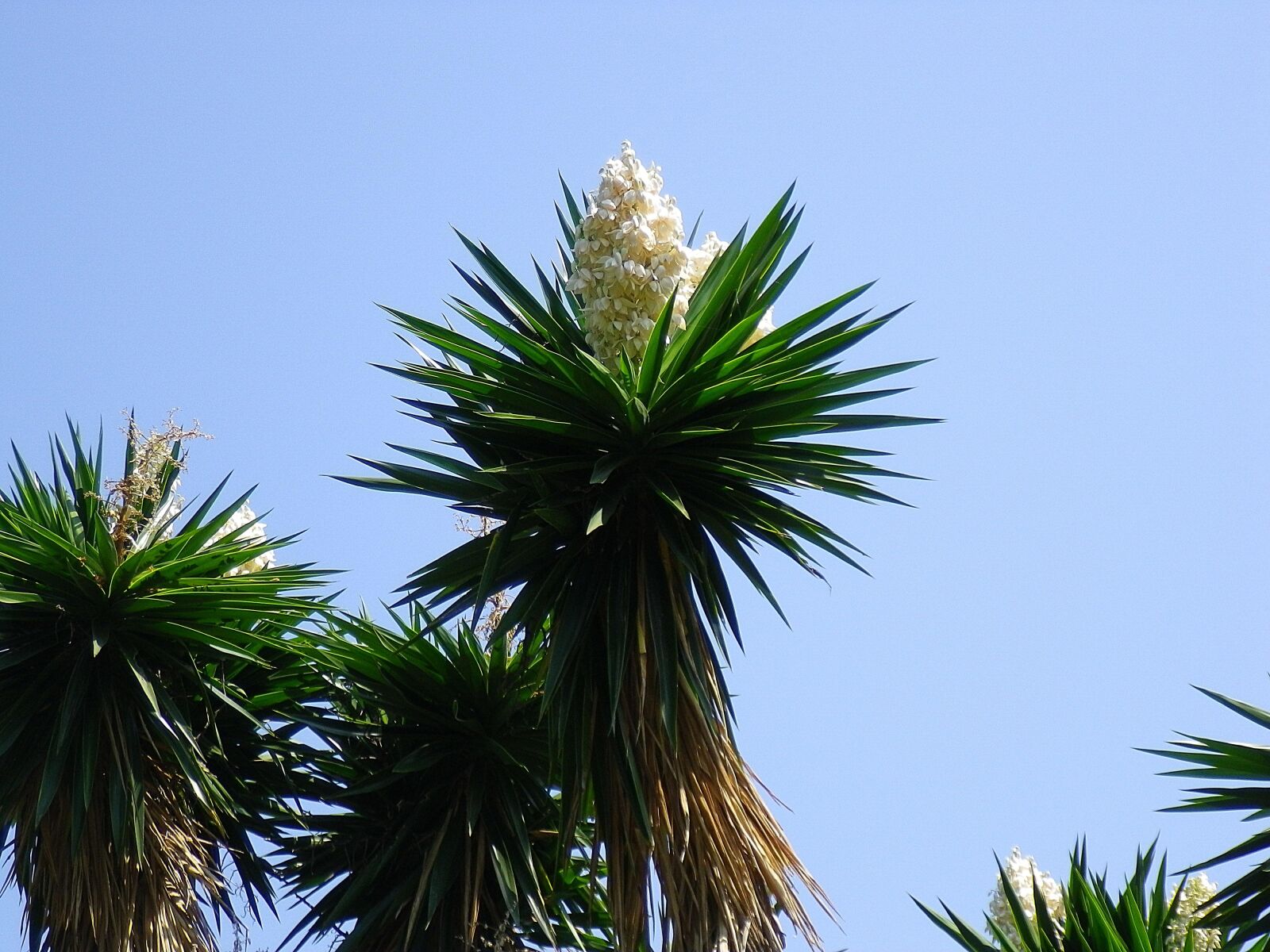Pentax Optio H90 sample photo. Yucca, flowers, white flowers photography