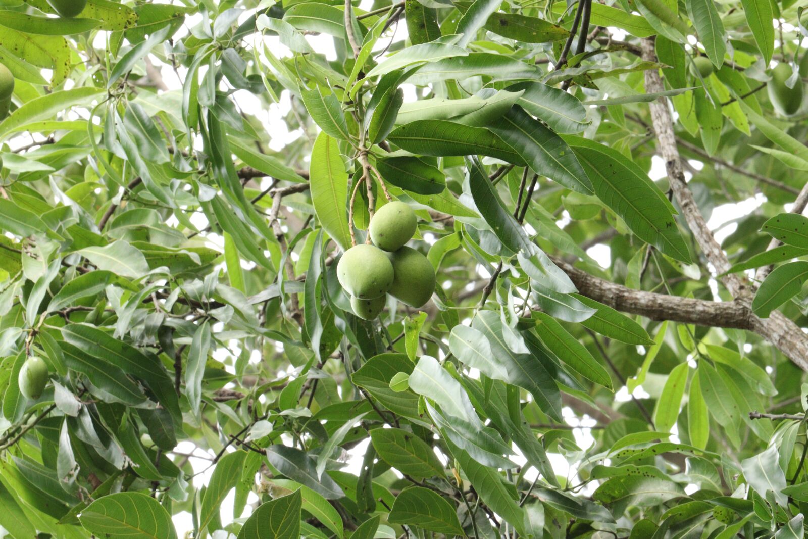 Canon EOS 250D (EOS Rebel SL3 / EOS Kiss X10 / EOS 200D II) sample photo. Mango, nature, green photography