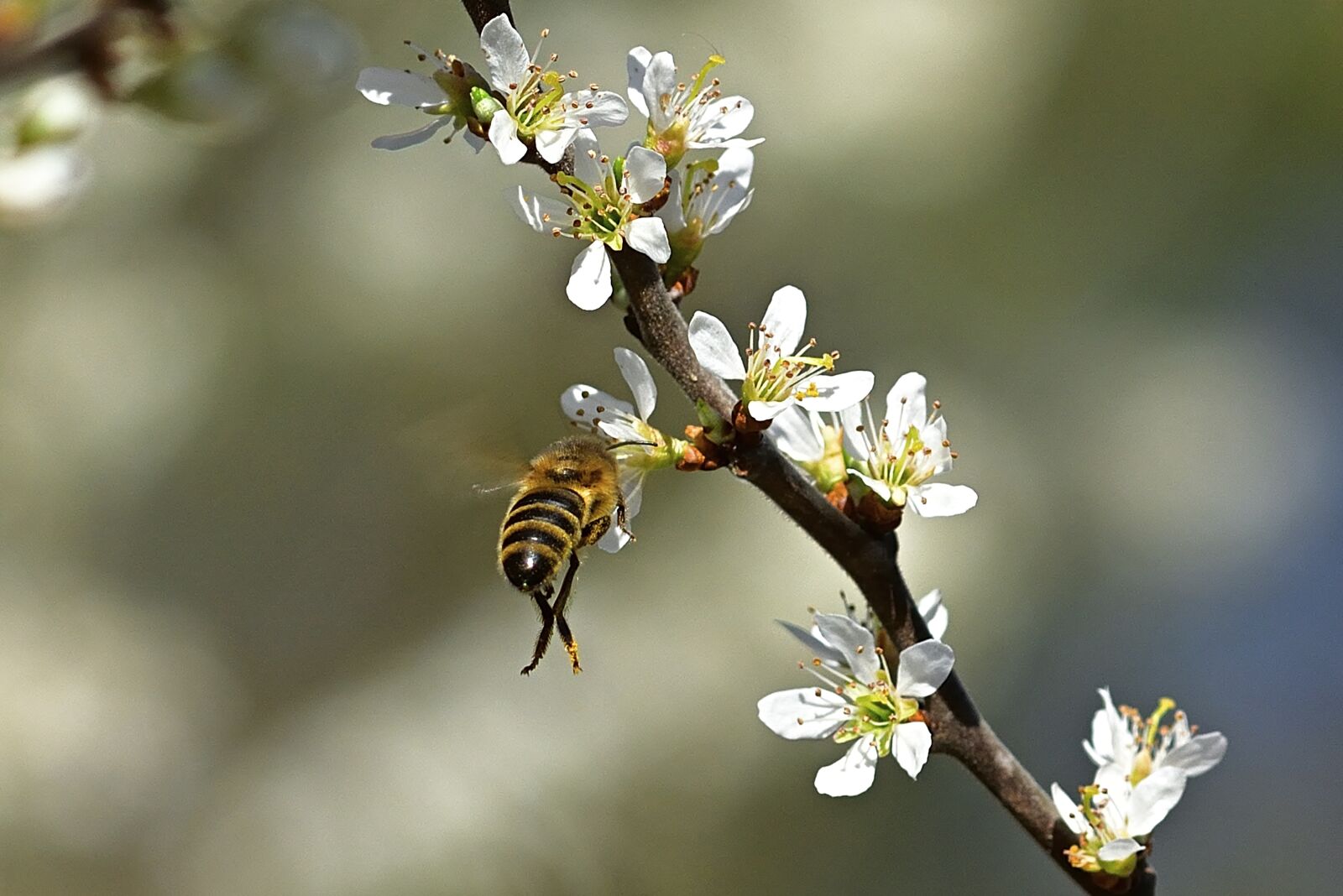 Nikon D5200 sample photo. Spring, honey bee, nectar photography