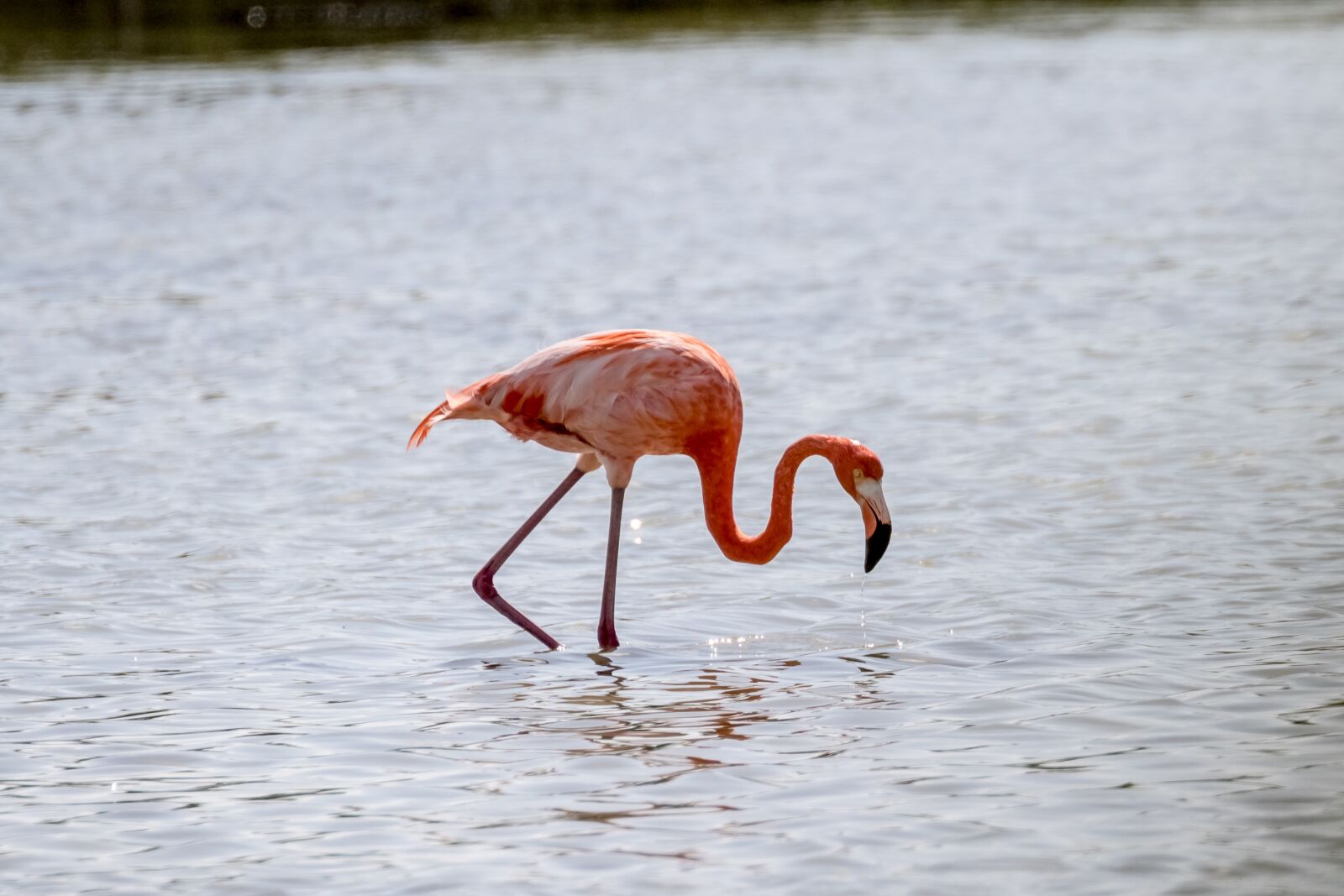 Canon EOS 7D Mark II sample photo. Cuba, cienaga de zapata photography