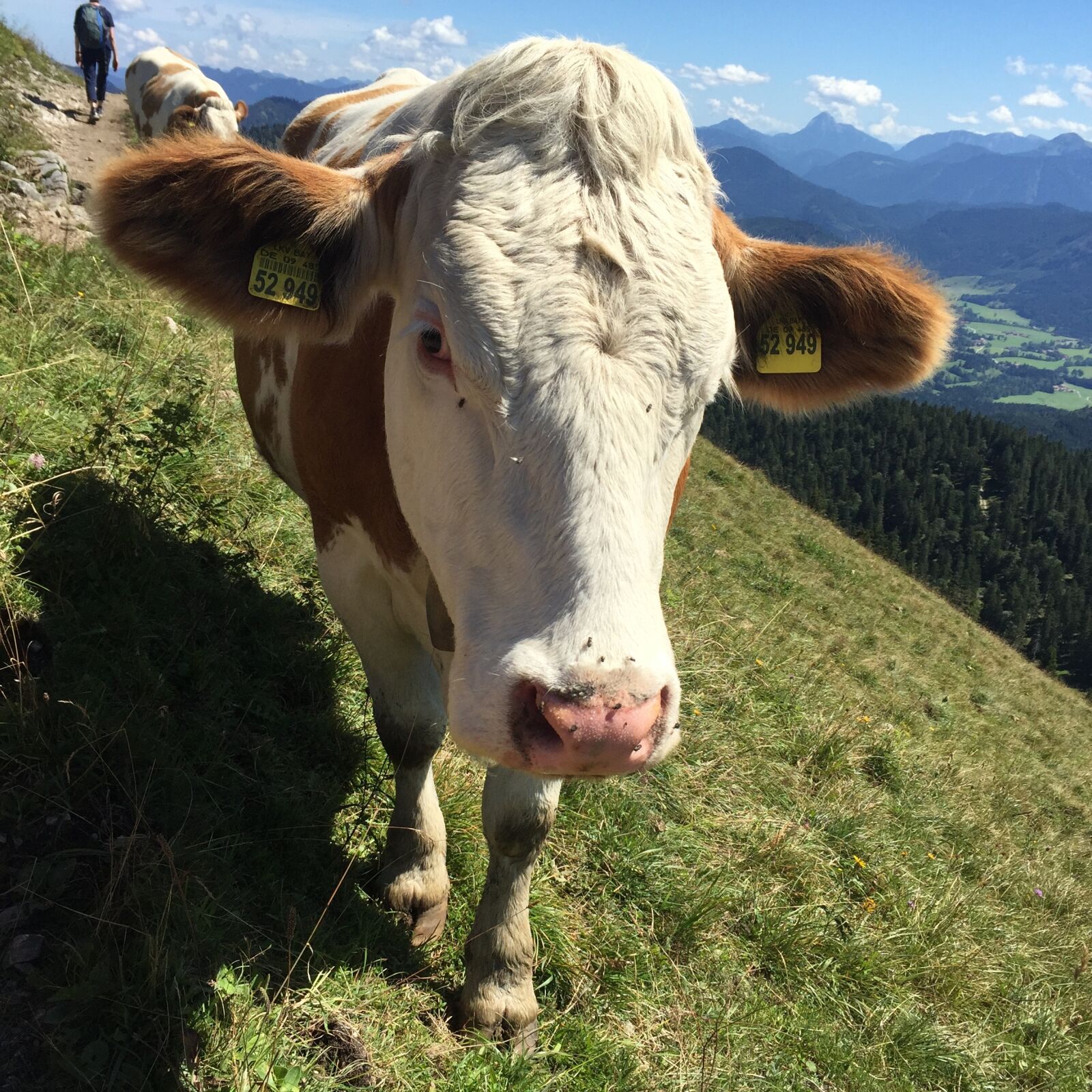 Apple iPhone 6 sample photo. Animal, nature, landscape photography