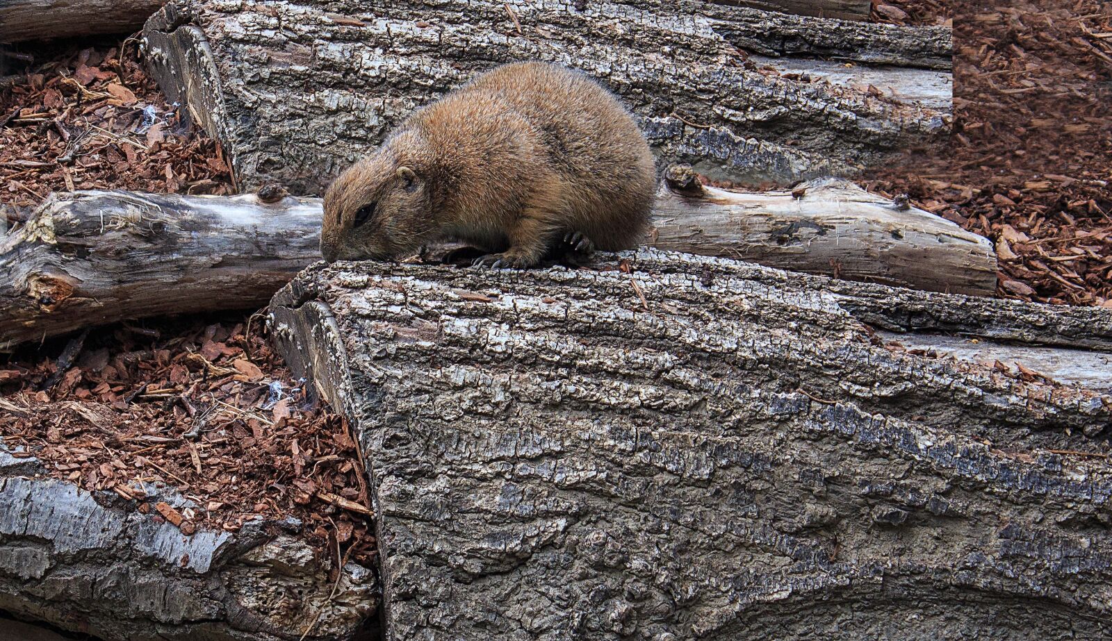Canon EOS 650D (EOS Rebel T4i / EOS Kiss X6i) sample photo. Black-tailed prairie dog, cynomys photography