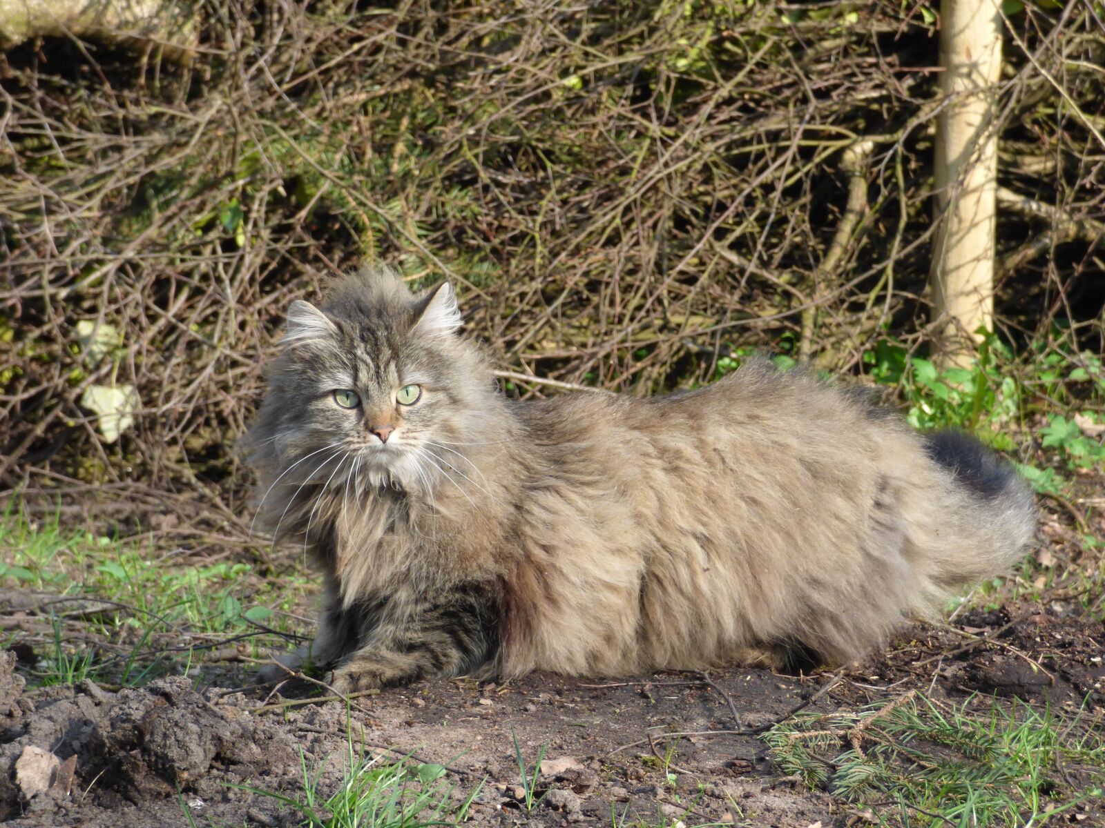 Panasonic DMC-FZ72 sample photo. Norwegian forest cat, long-haired photography