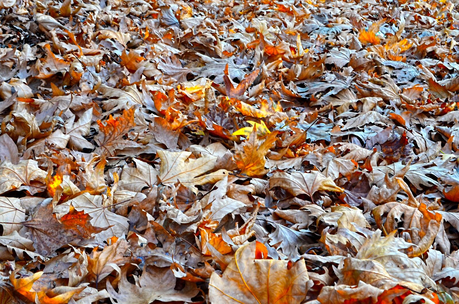 Nikon D5100 sample photo. Autumn, scholarship, doburca photography