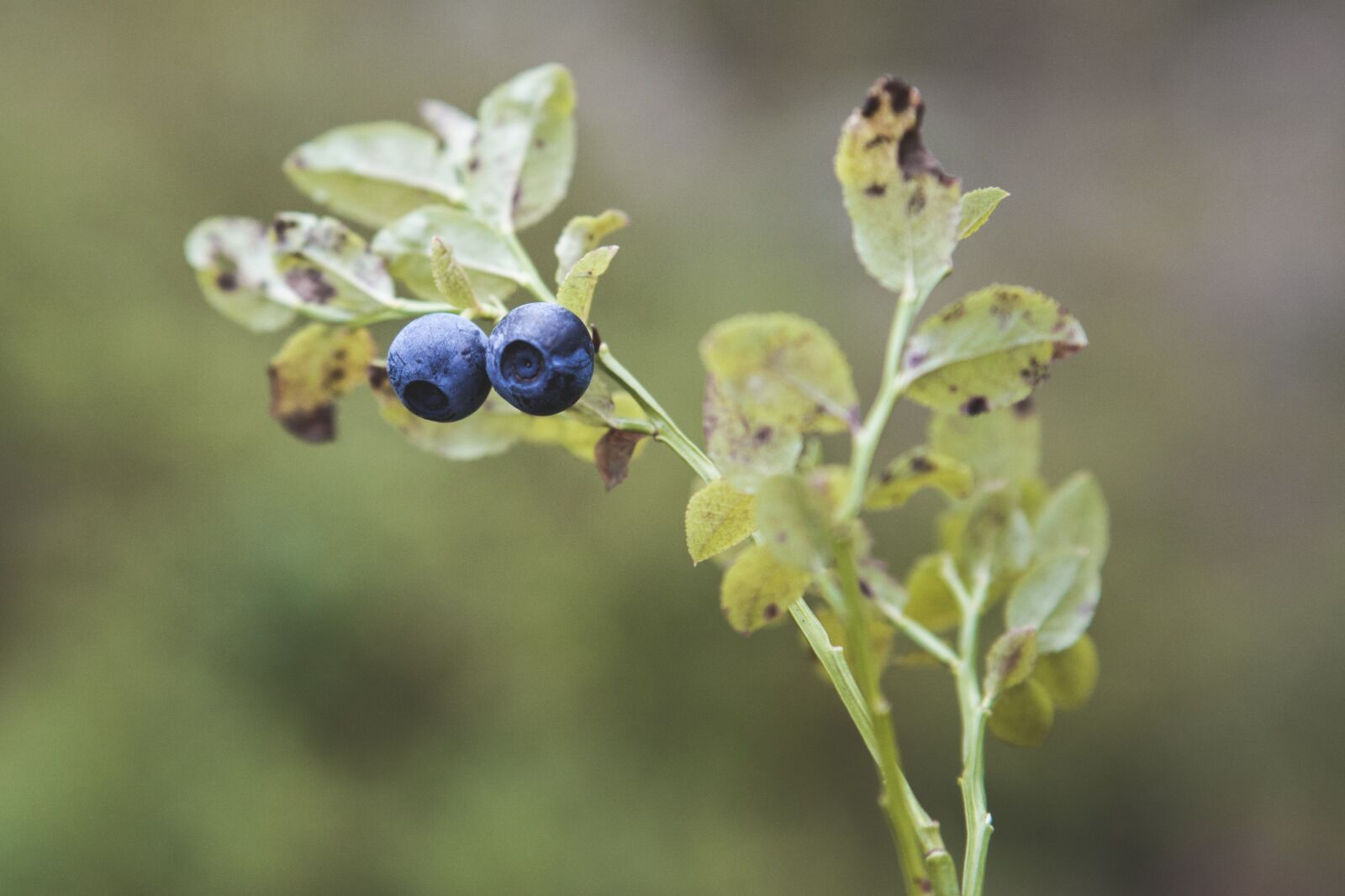 Canon EOS 5D Mark II + Canon EF 24-70mm F2.8L USM sample photo. Blueberry, blueberry twig, berry photography