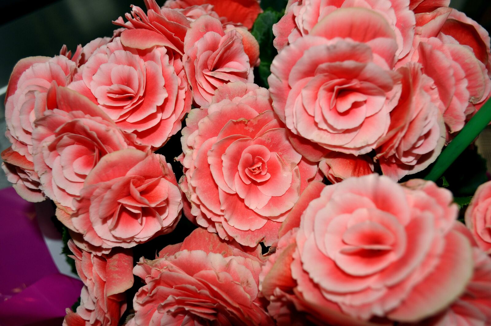 Nikon D5000 sample photo. Bouquet, pink, roses, flowers photography