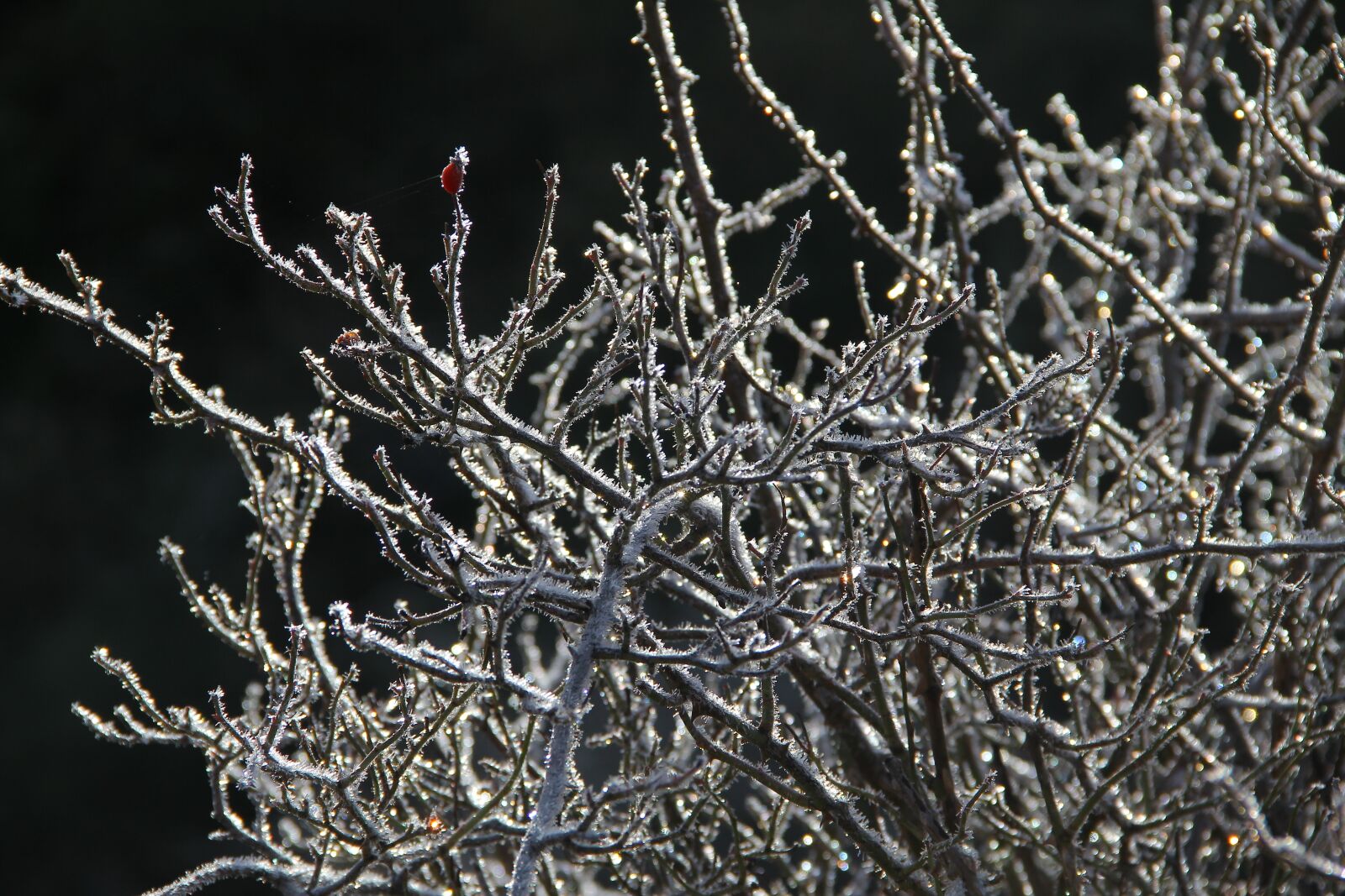 Canon EF-S 18-135mm F3.5-5.6 IS sample photo. Tree, cold, nature photography