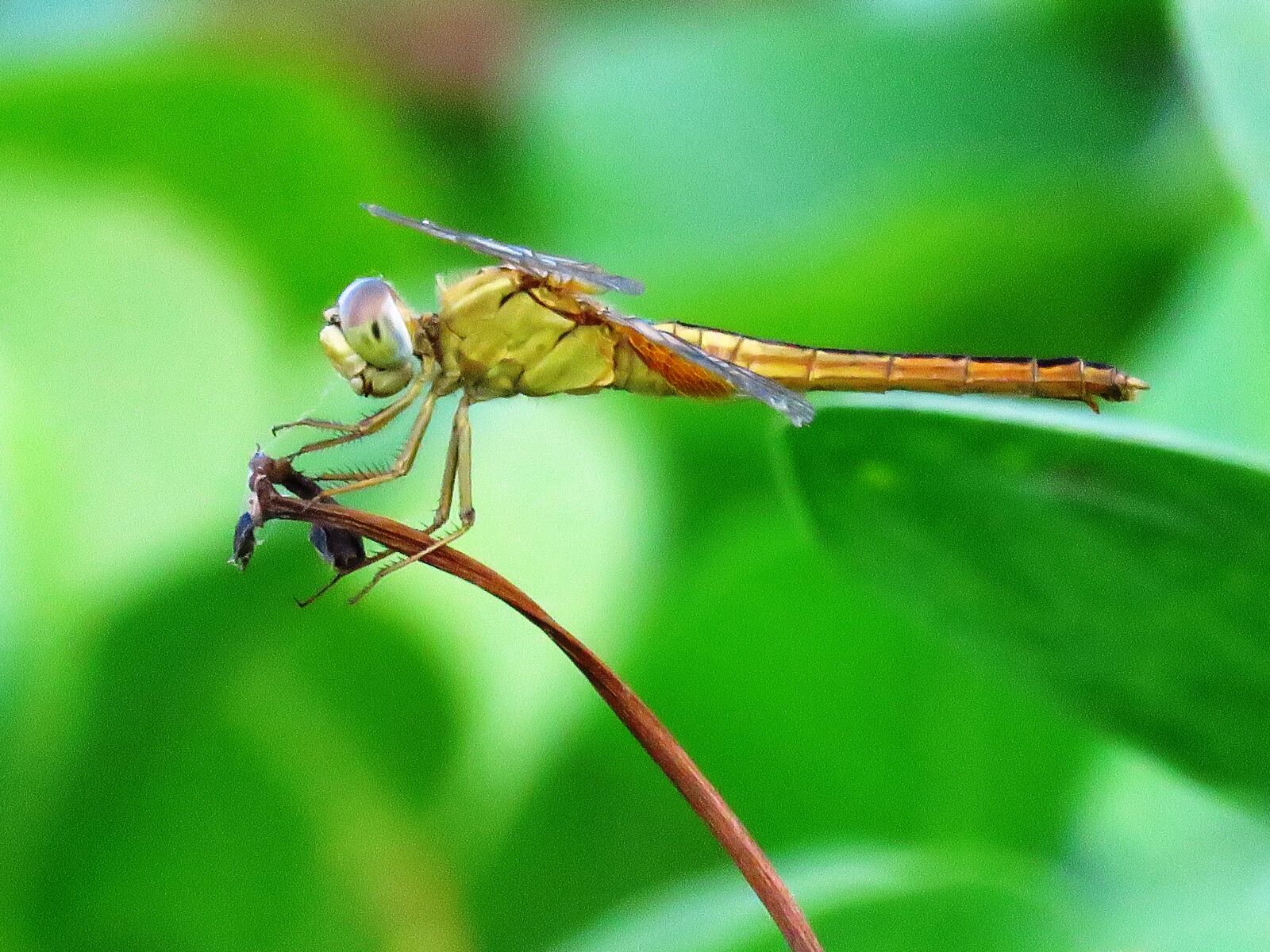 Canon PowerShot SX60 HS sample photo. Dragonfly, macro, resting photography