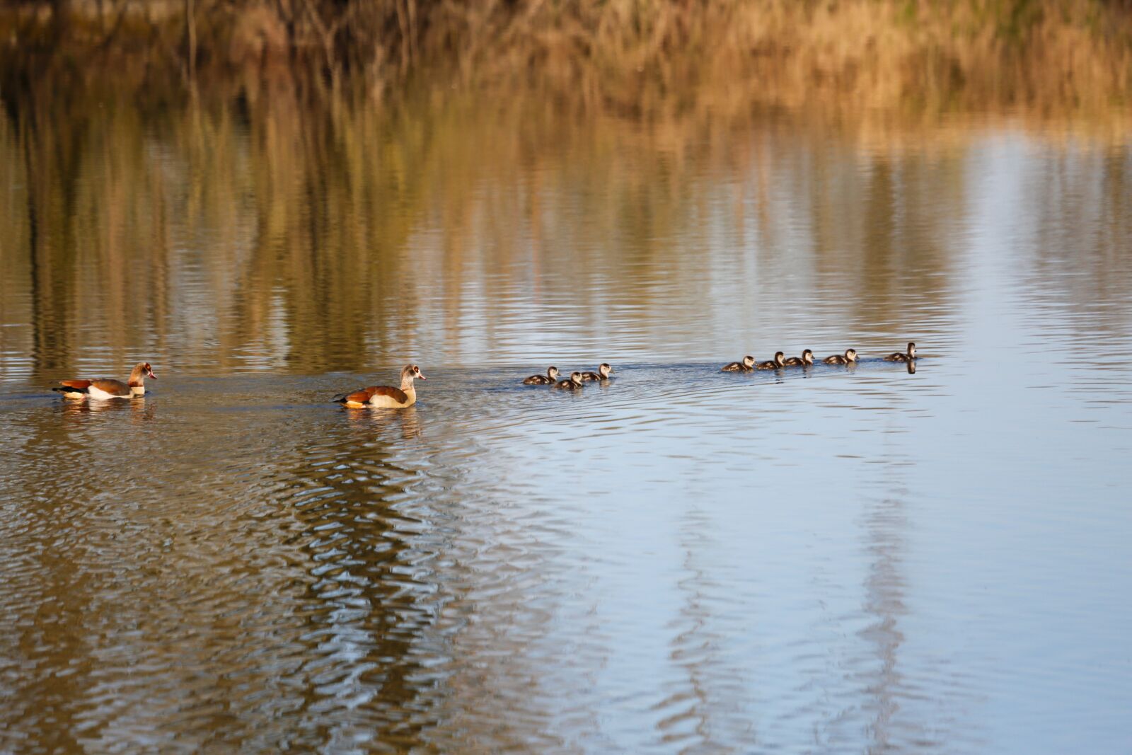 Canon EF 100-400mm F4.5-5.6L IS USM sample photo. Ducks, water boy, family photography