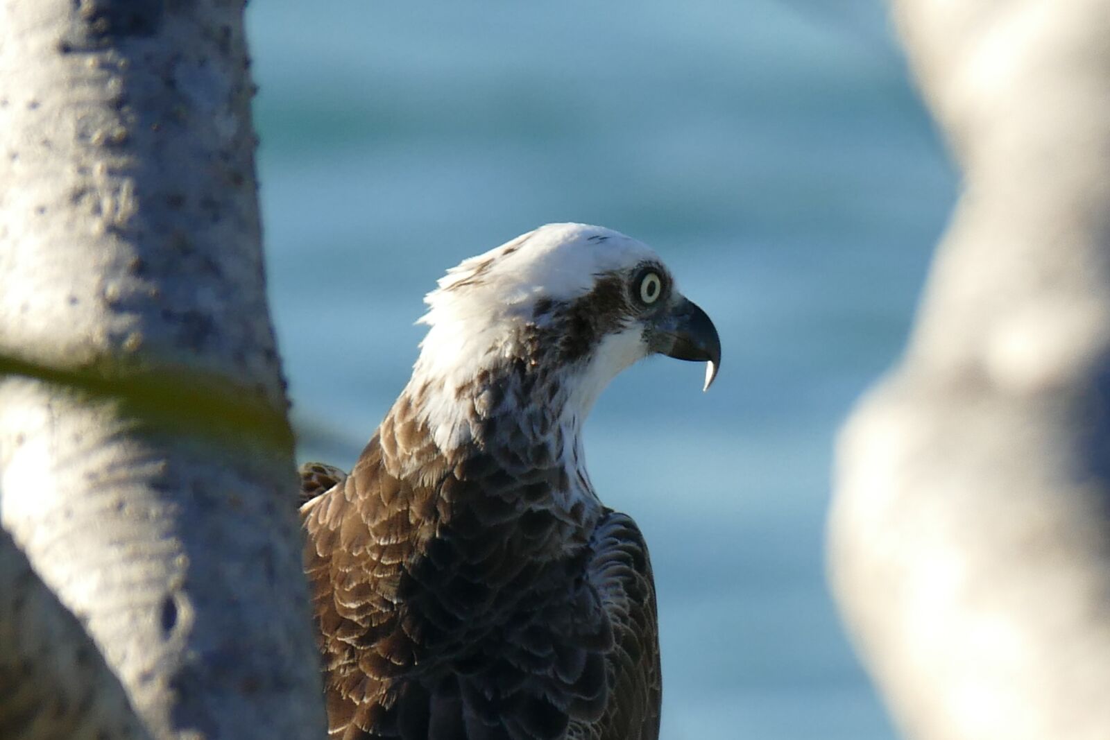 Panasonic Lumix DMC-FZ1000 sample photo. Birds, osprey, eagle photography