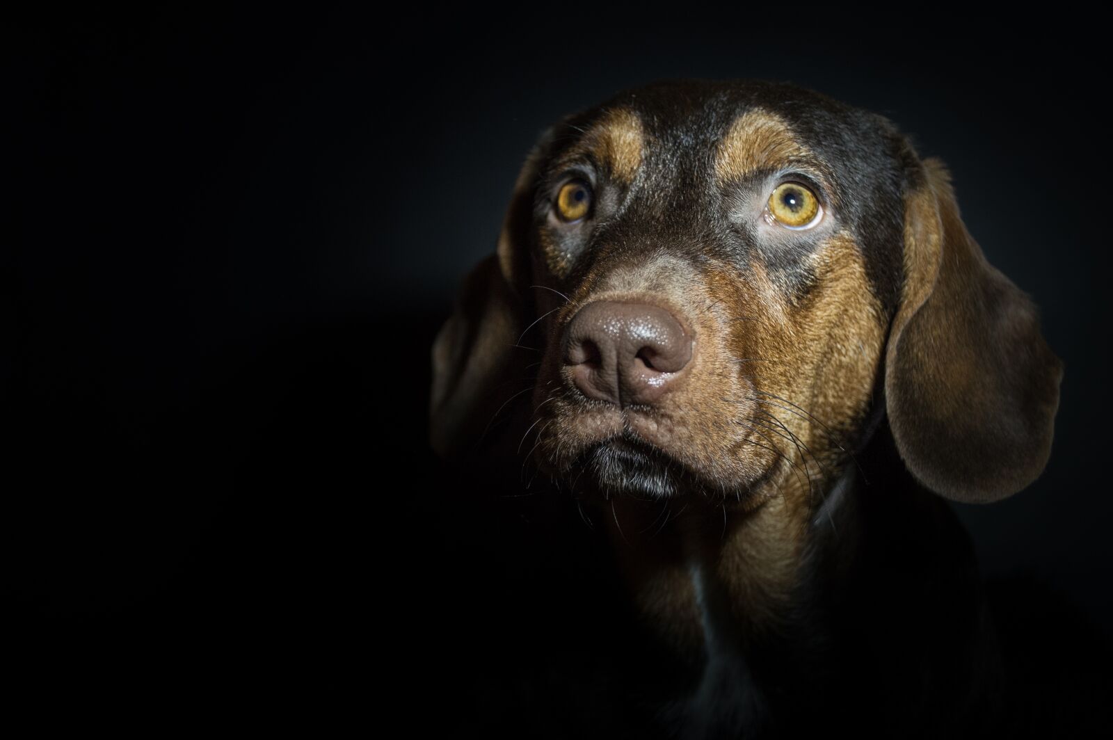 Nikon D3200 sample photo. Dog, pet, puppy photography