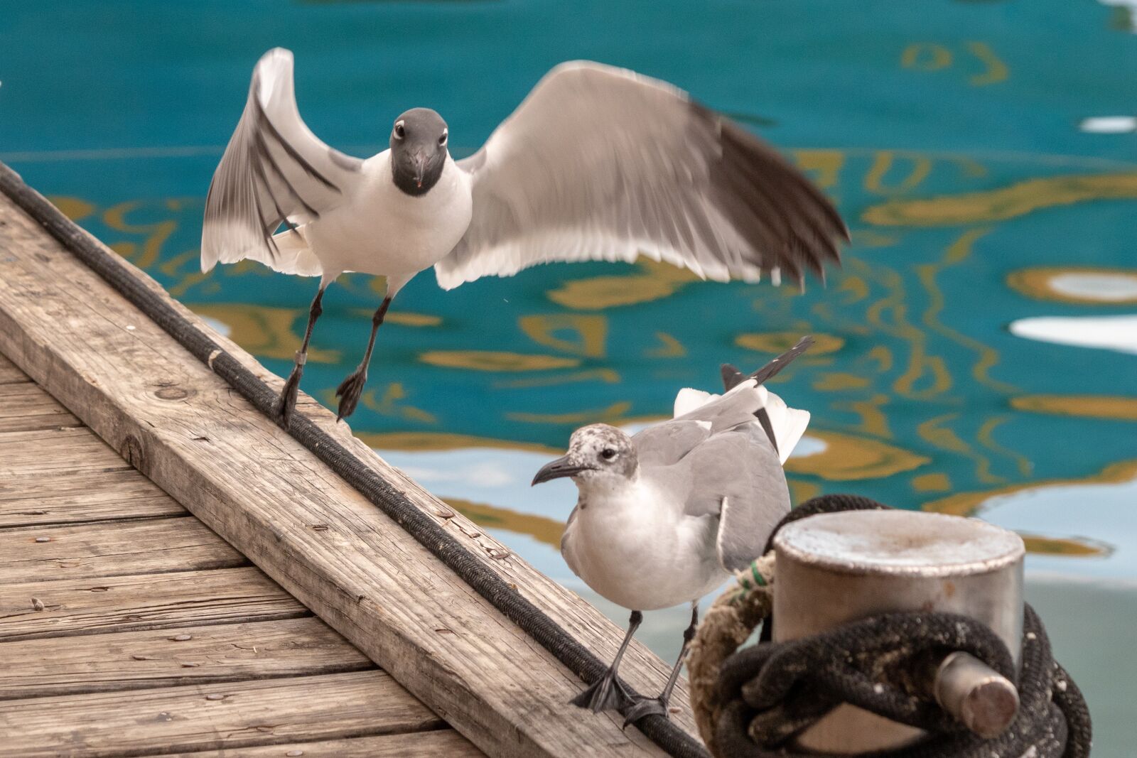 Canon EF 70-300mm F4-5.6 IS USM sample photo. Nature, birds, sea gull photography