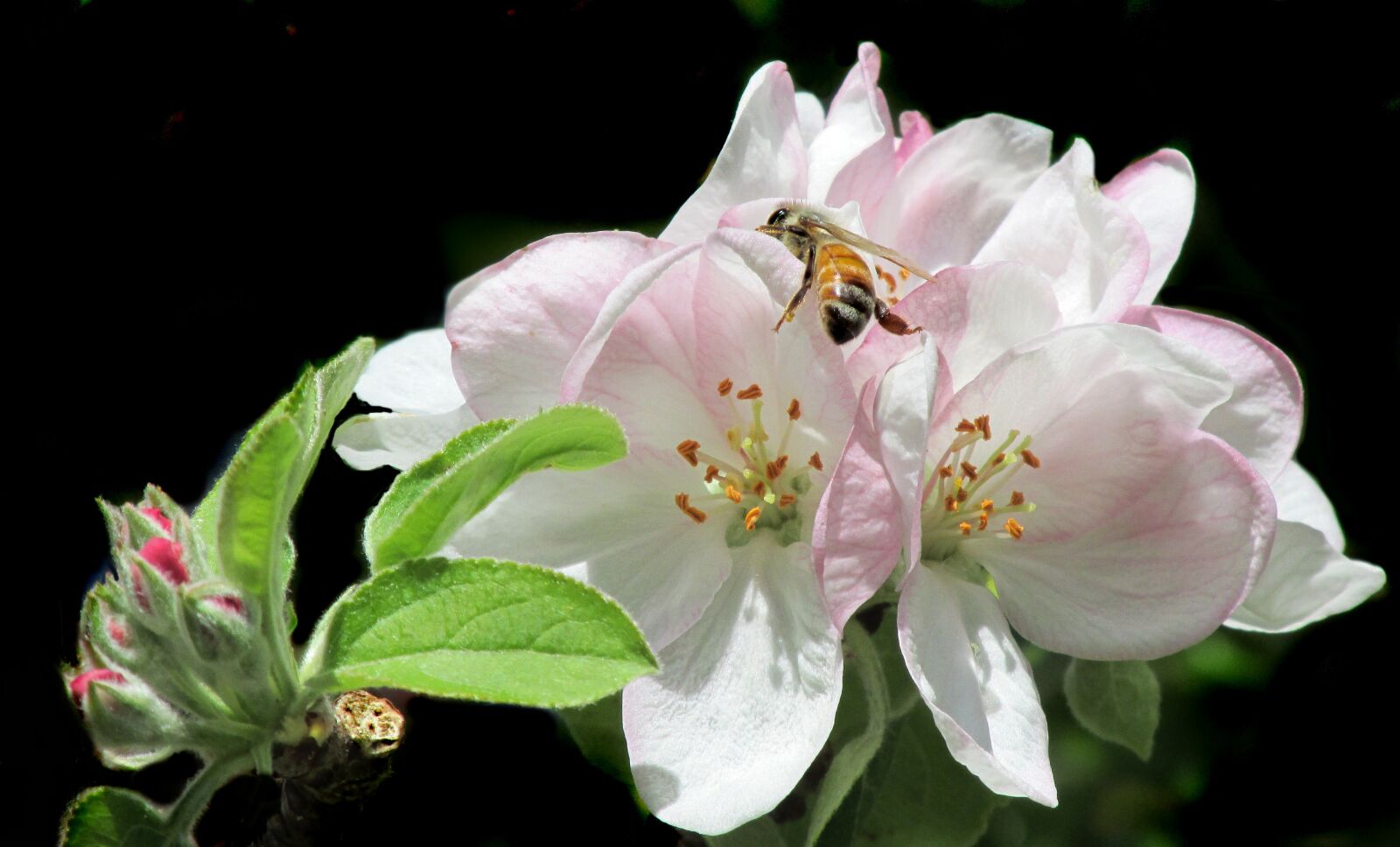 Canon PowerShot SX170 IS sample photo. Bee, insect, apple photography