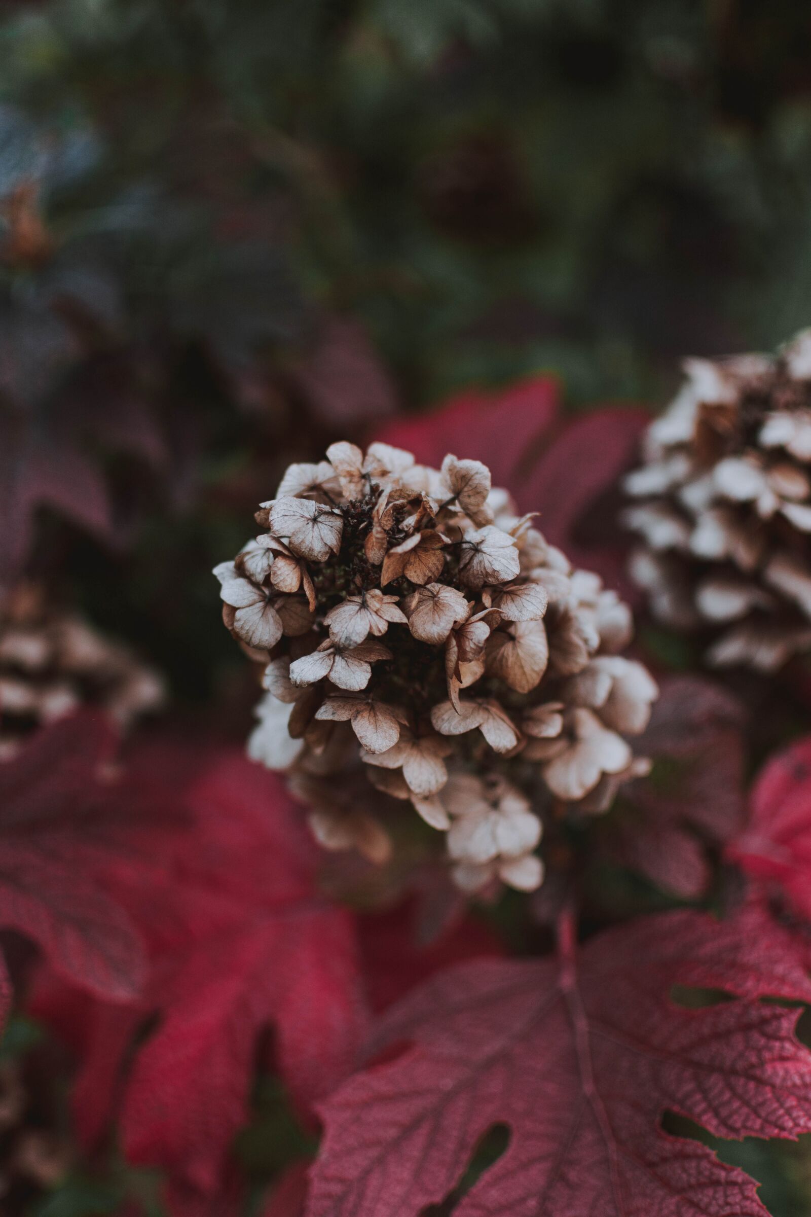 Nikon D5200 sample photo. Blossom, bloom, autumn photography
