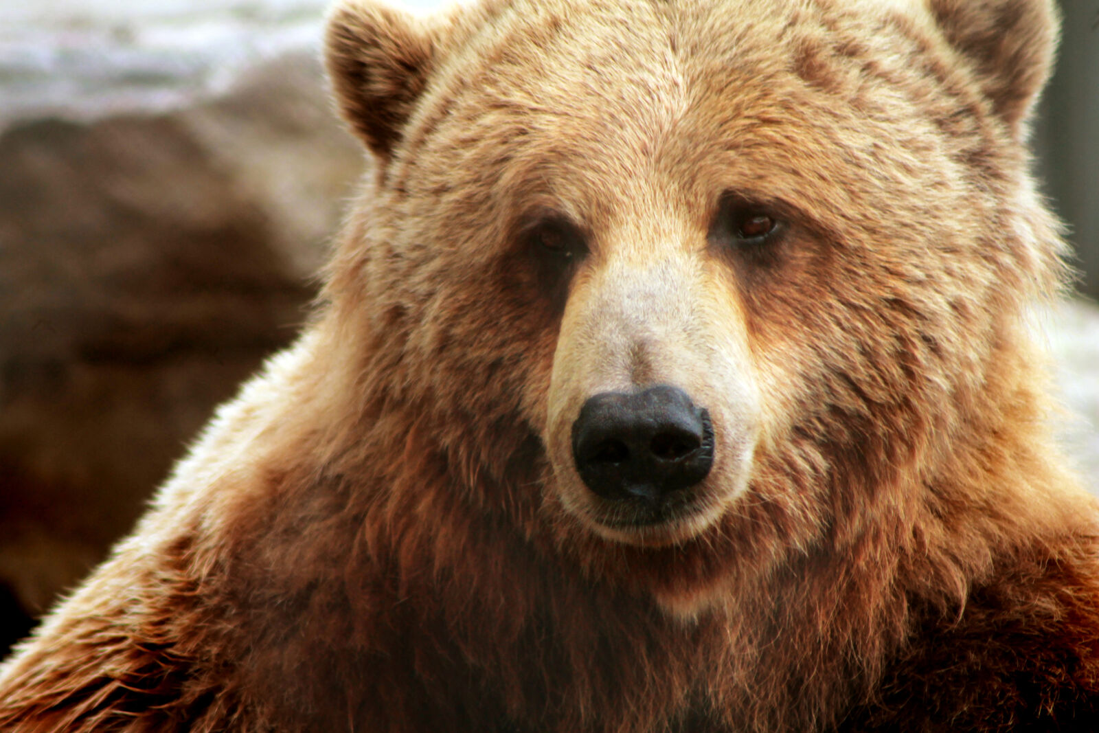 Canon EOS 1100D (EOS Rebel T3 / EOS Kiss X50) + Canon EF 75-300mm f/4-5.6 USM sample photo. Bear, brown, bear photography