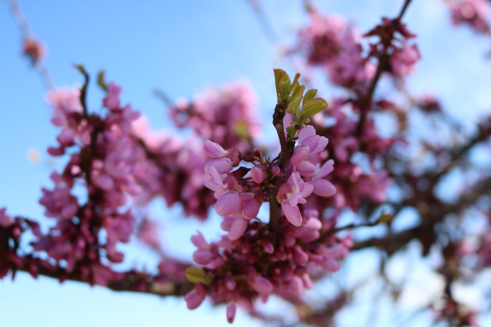 Canon EOS 750D (EOS Rebel T6i / EOS Kiss X8i) sample photo. Flowers, color, sky photography