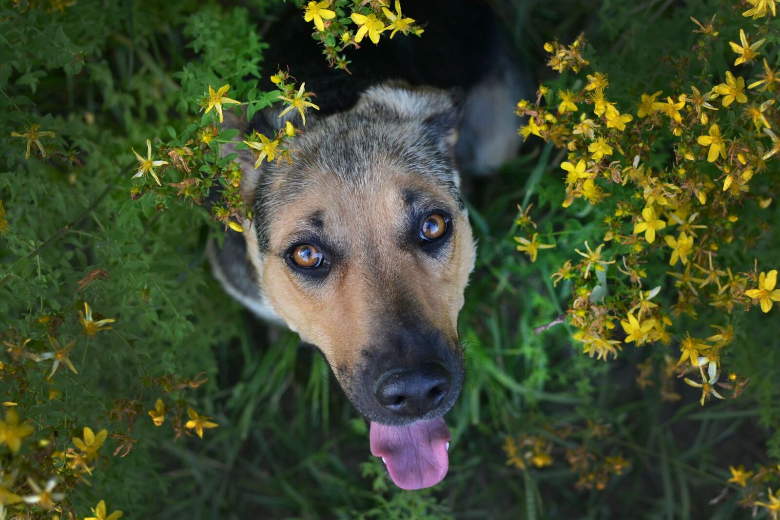 Nikon D3100 sample photo. Summer, dog, german shepherd photography