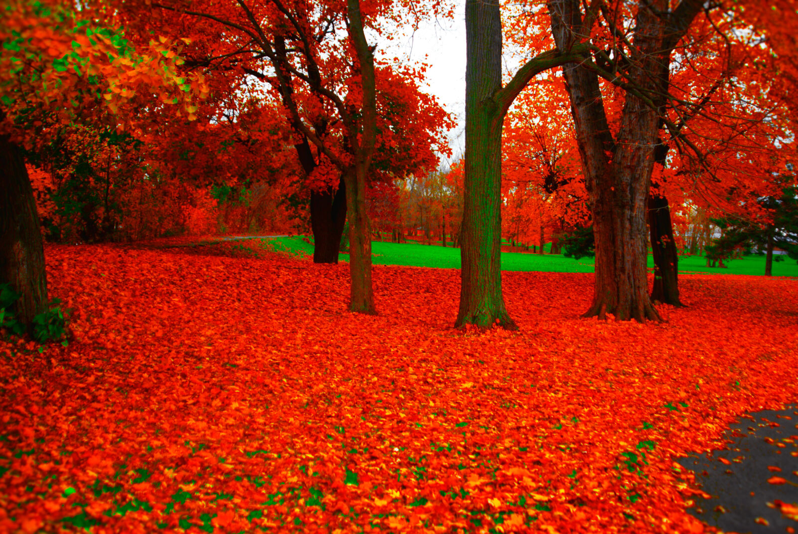 Nikon D80 sample photo. Cazenovia photography