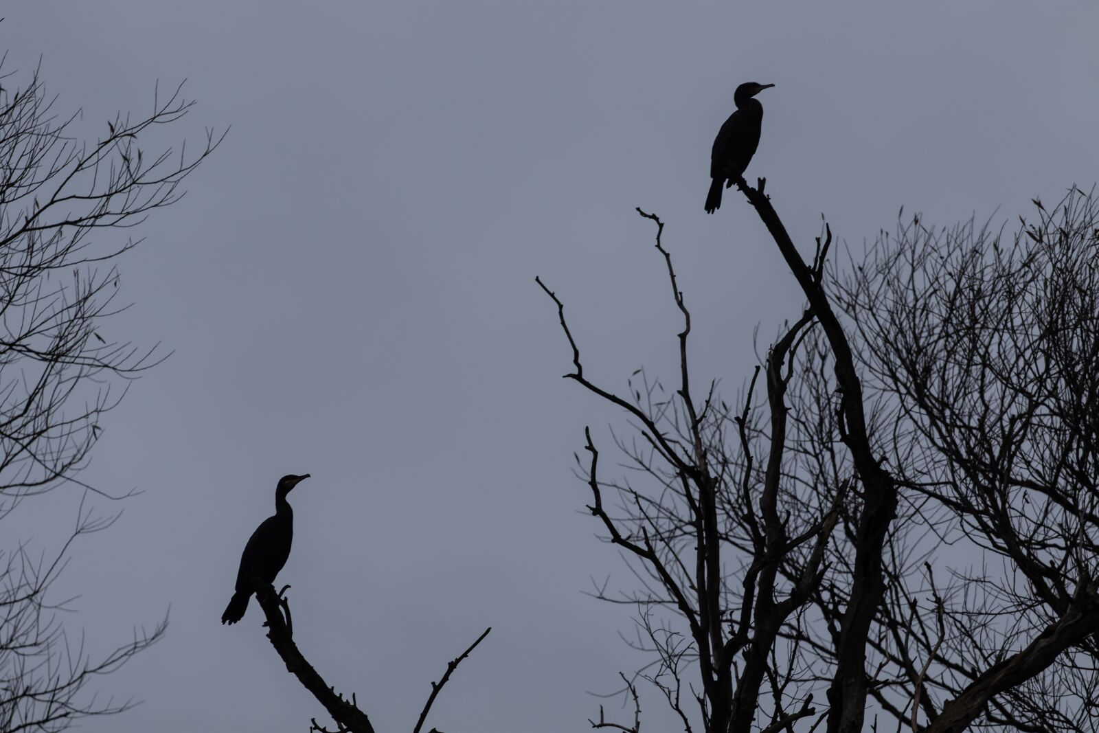 Canon EOS 7D Mark II + Canon EF 70-200mm F4L USM sample photo. Cormorant, roosting, silhouette photography