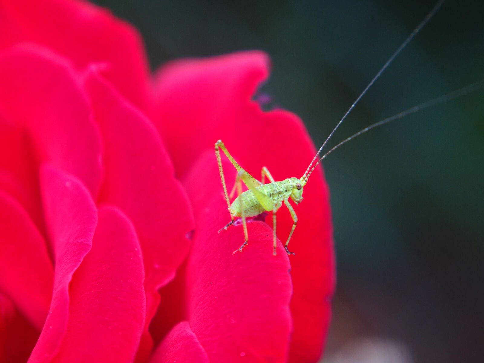 Olympus OM-D E-M10 sample photo. Grasshopper, insect, garden photography