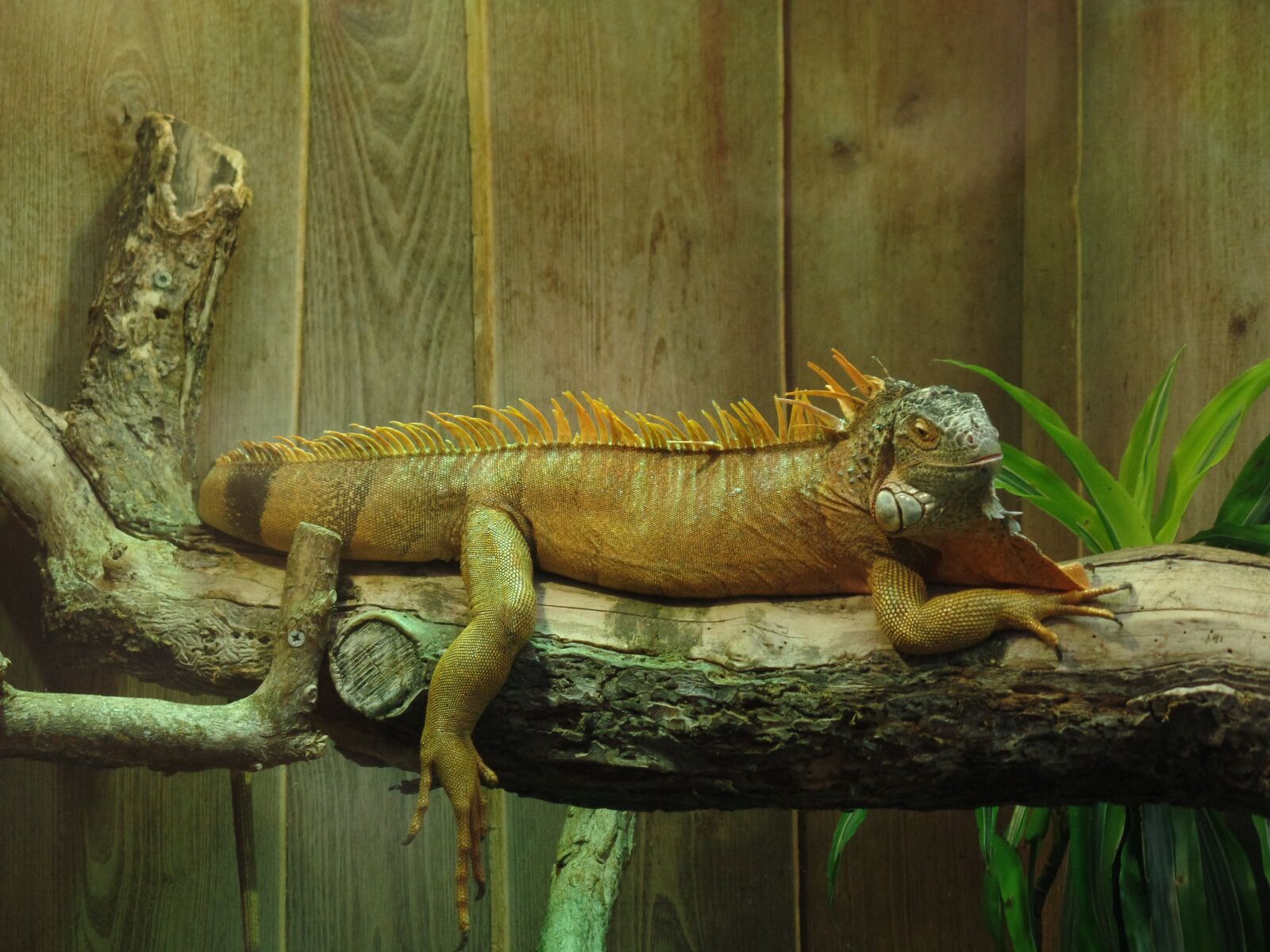 Samsung WB350F/WB351F/WB352F sample photo. Iguana, terrarium, lizard photography
