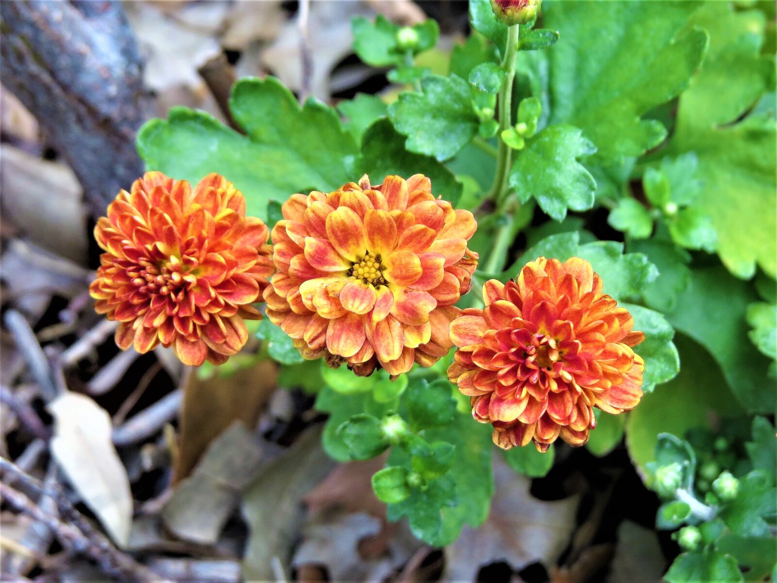 Canon PowerShot SX50 HS sample photo. Blooms, orange, rust photography