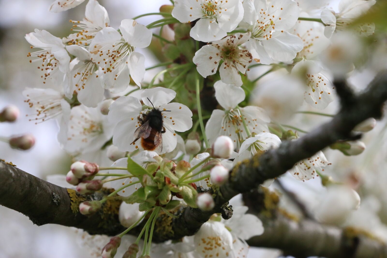 Canon EOS 70D sample photo. Nature, cherry, flowers photography