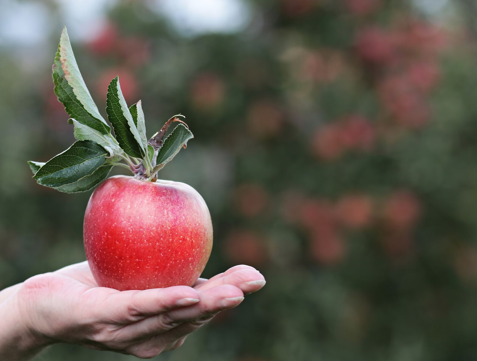 Canon EOS 80D sample photo. Apple, red, red apple photography