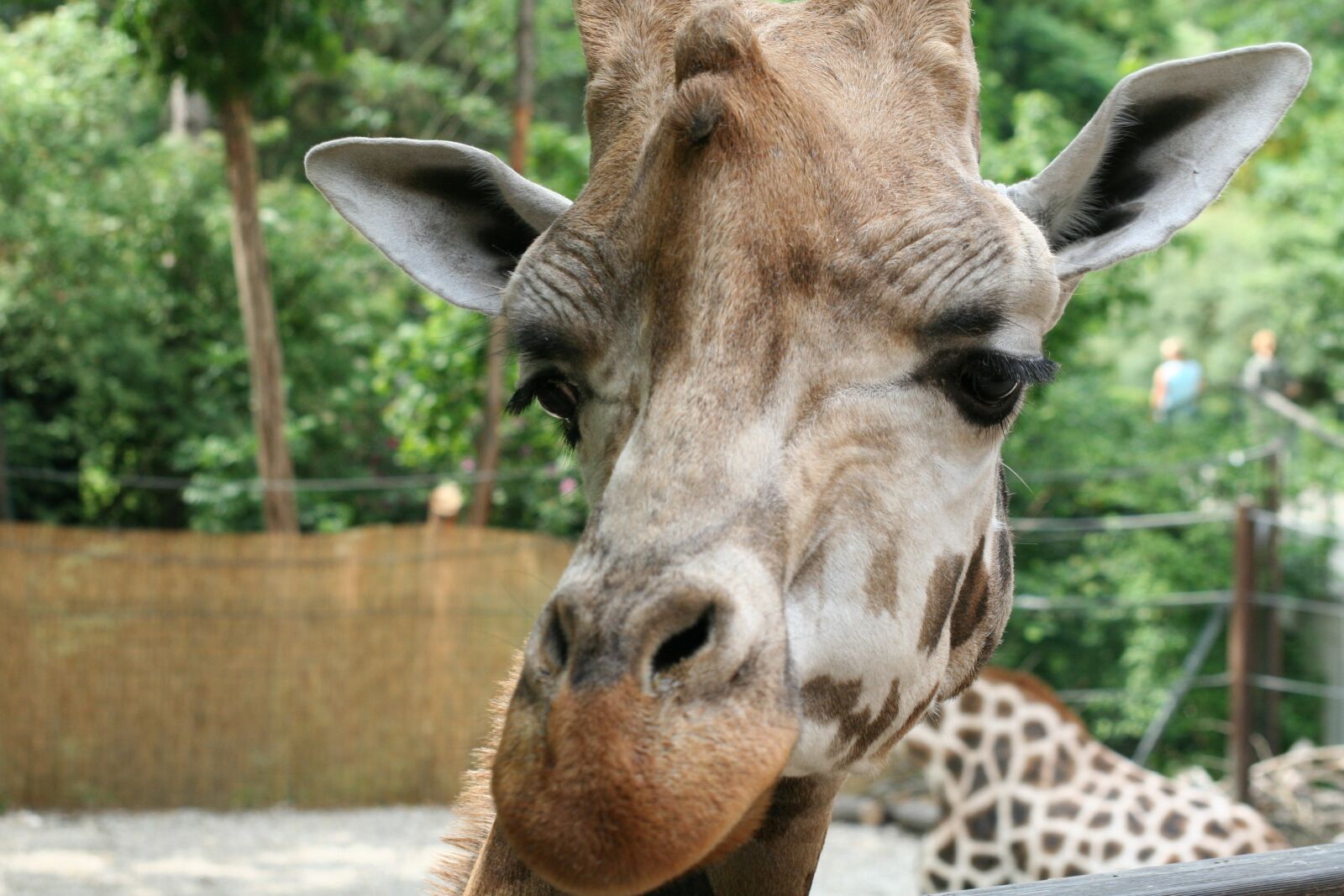 Canon EOS 350D (EOS Digital Rebel XT / EOS Kiss Digital N) sample photo. Giraffe, head, animal photography