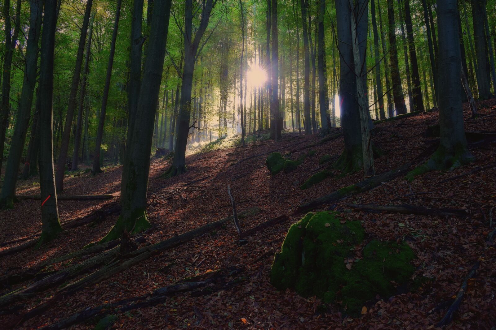 Nikon D5300 sample photo. Nature, forest, trees photography