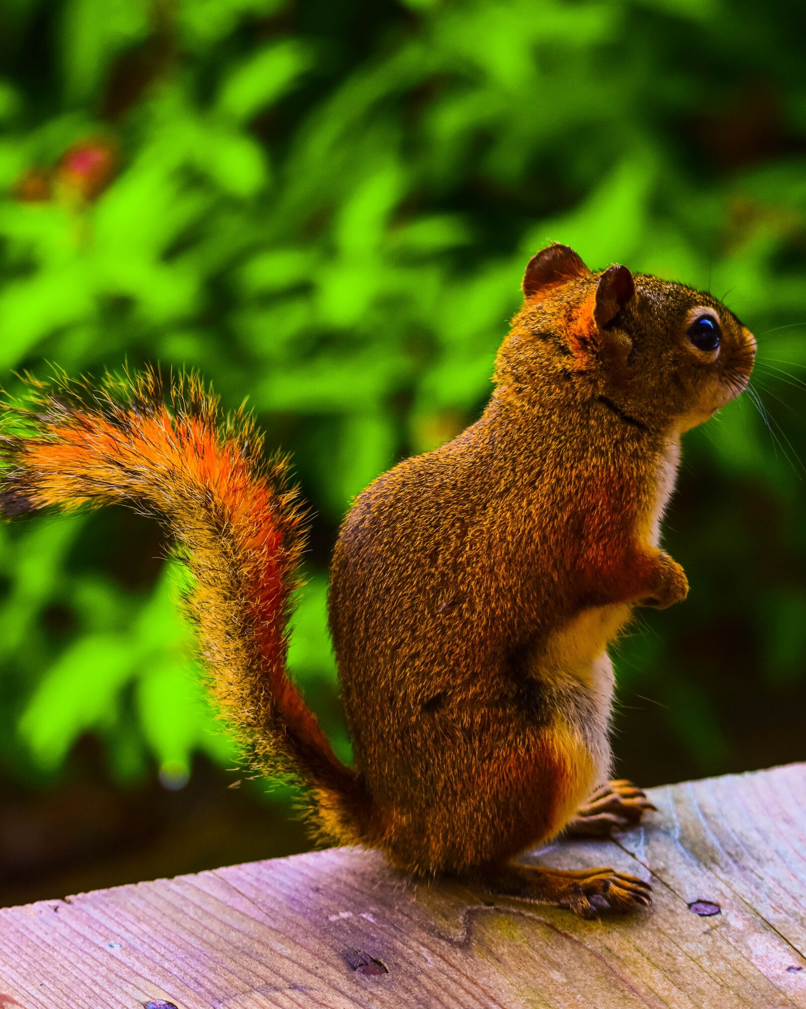 Tamron SP 150-600mm F5-6.3 Di VC USD sample photo. Squirrel, animal, canada photography