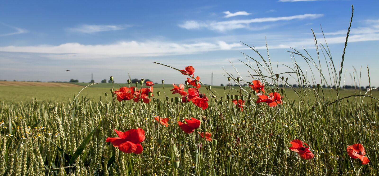 Canon EOS 50D sample photo. Poppy, landscape, spring photography