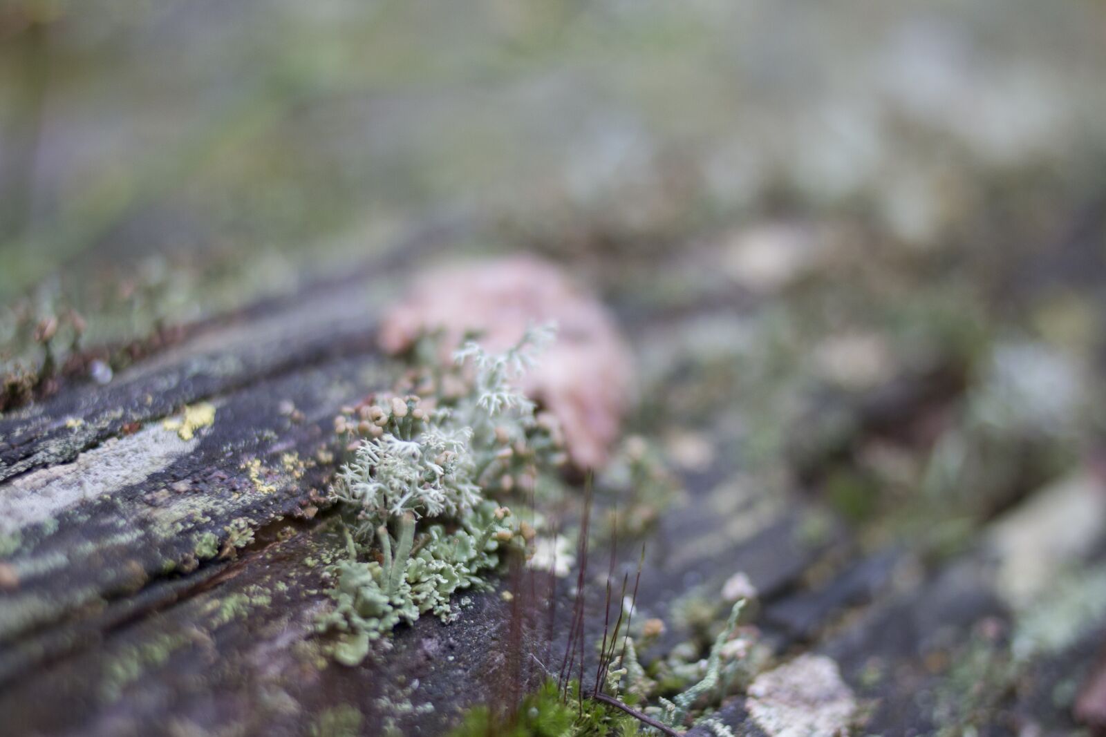Canon EOS 70D + Canon EF 35mm F2 sample photo. Lichen, detail, macro photography