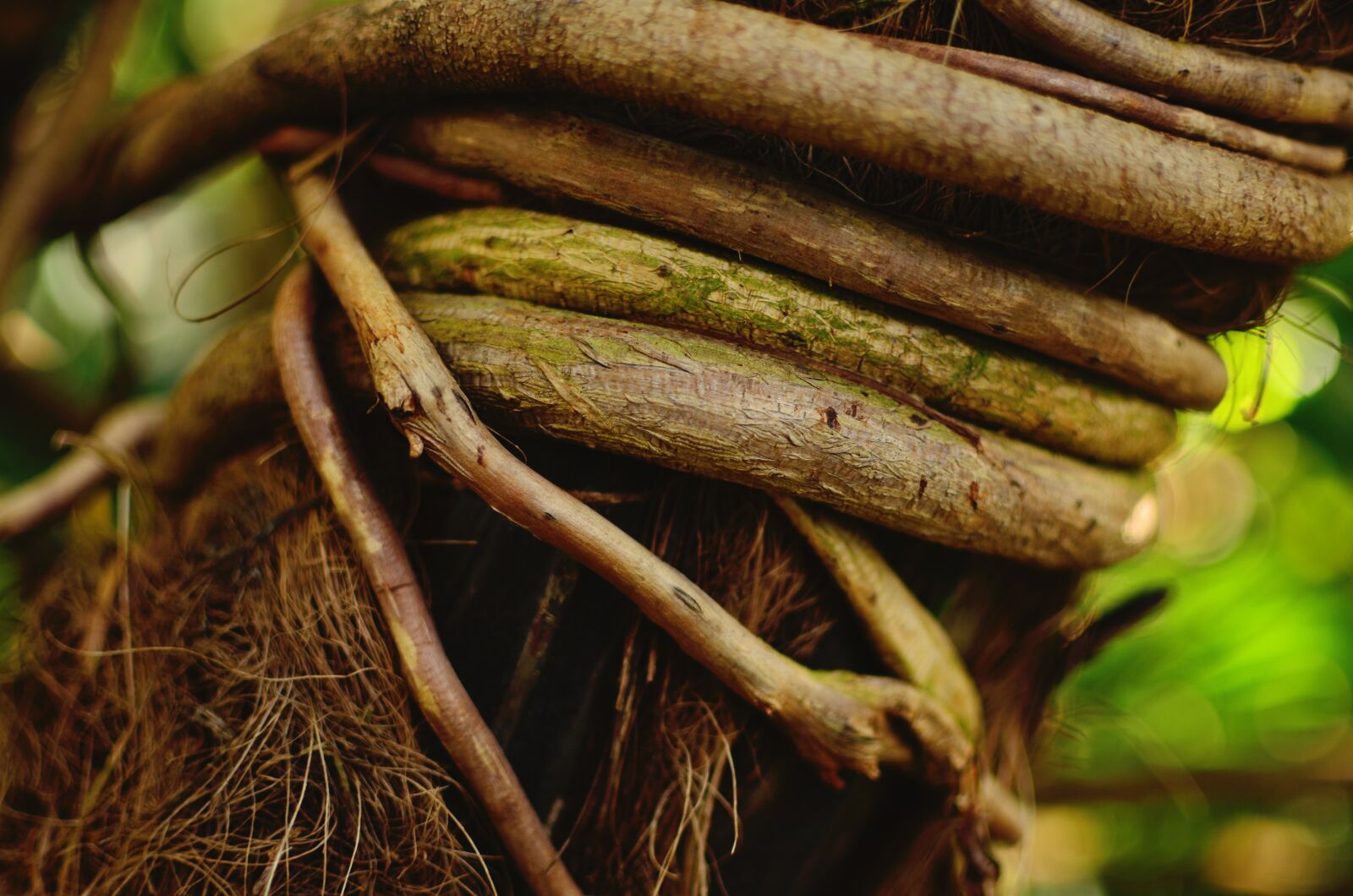 Nikon D5100 sample photo. Tree, roots, nature photography