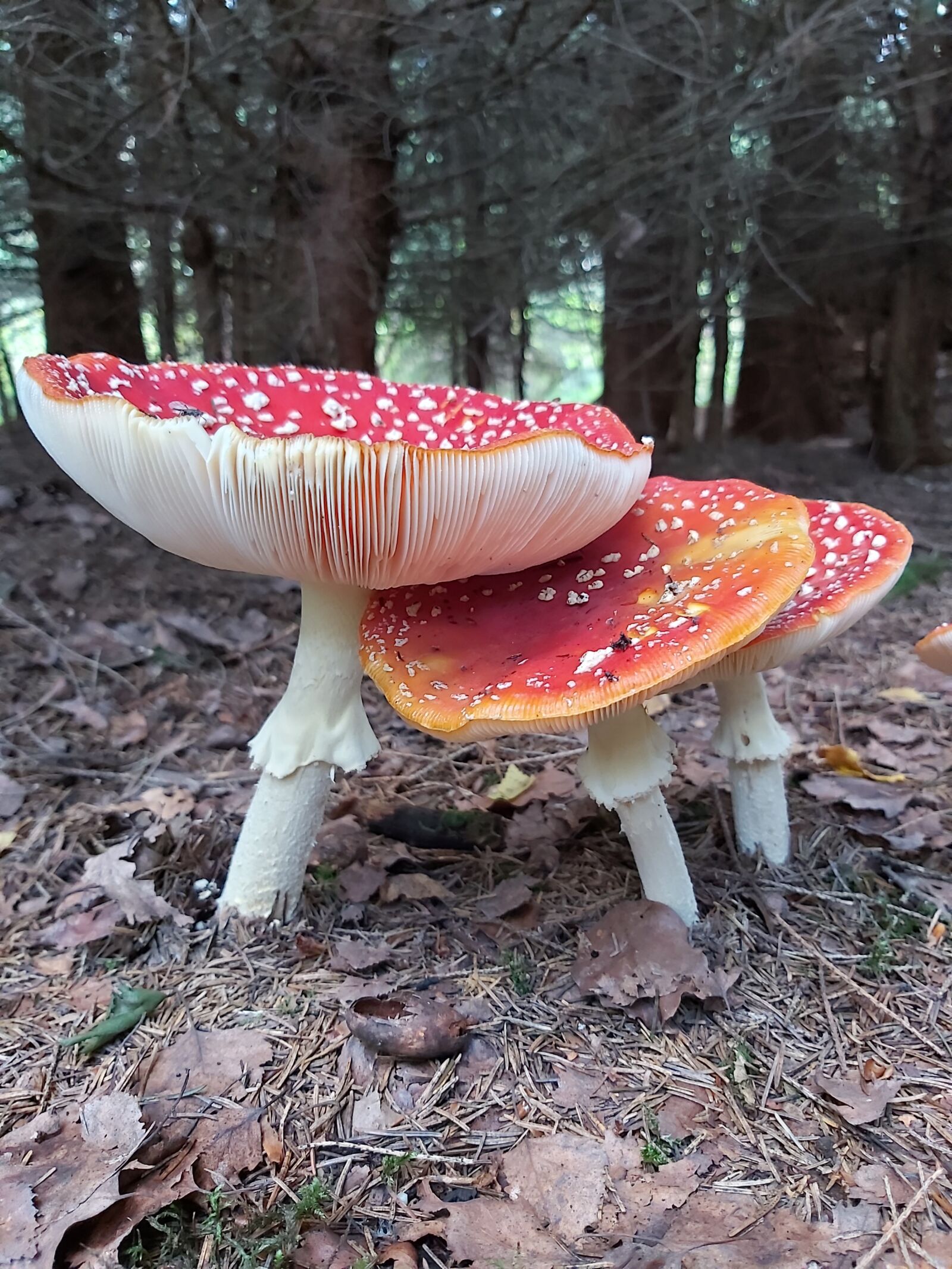 Samsung Galaxy A70 sample photo. Mushrooms, fly agaric, amanita photography