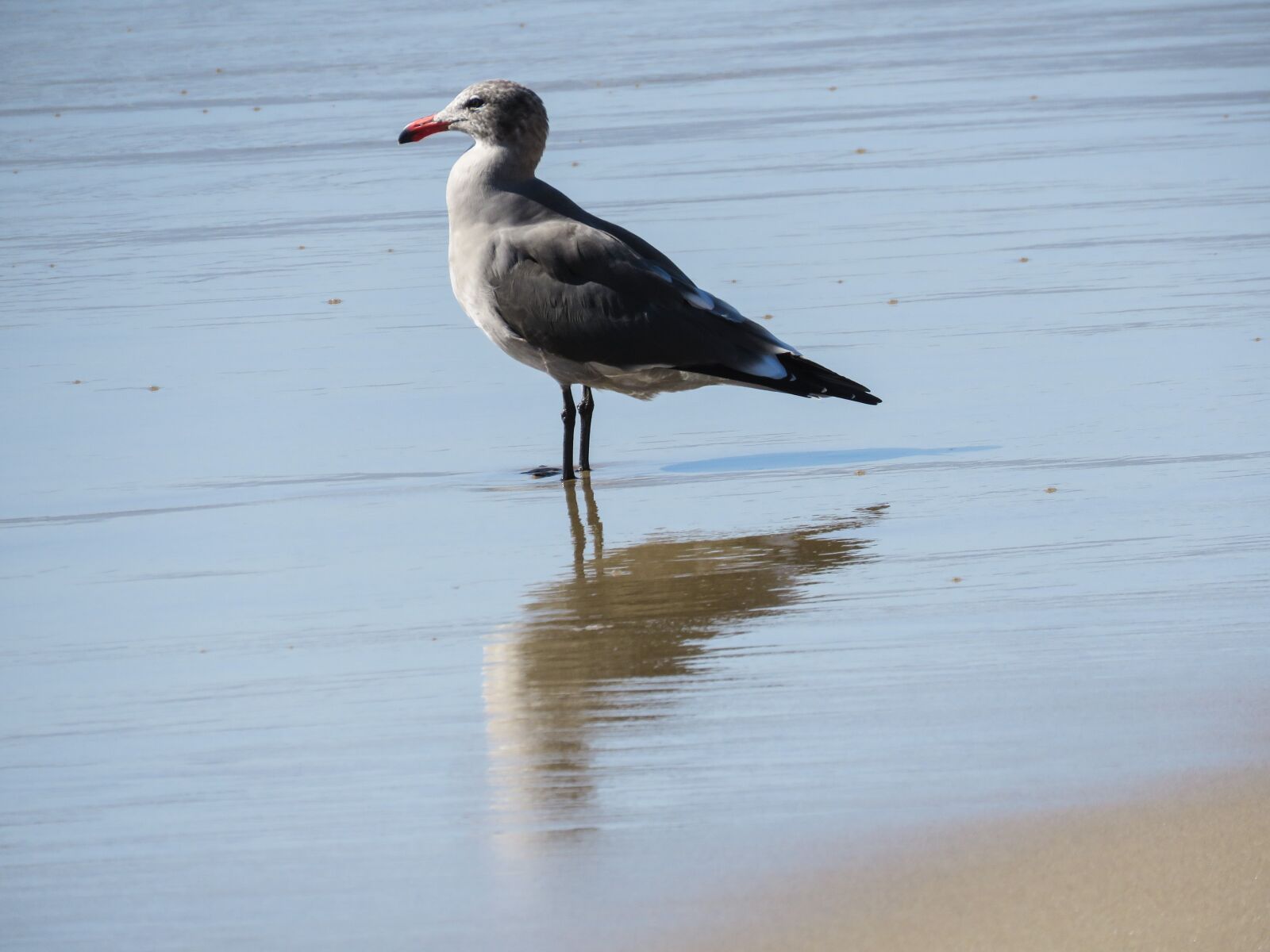 Canon PowerShot SX60 HS sample photo. Seagull, beach, ocean photography