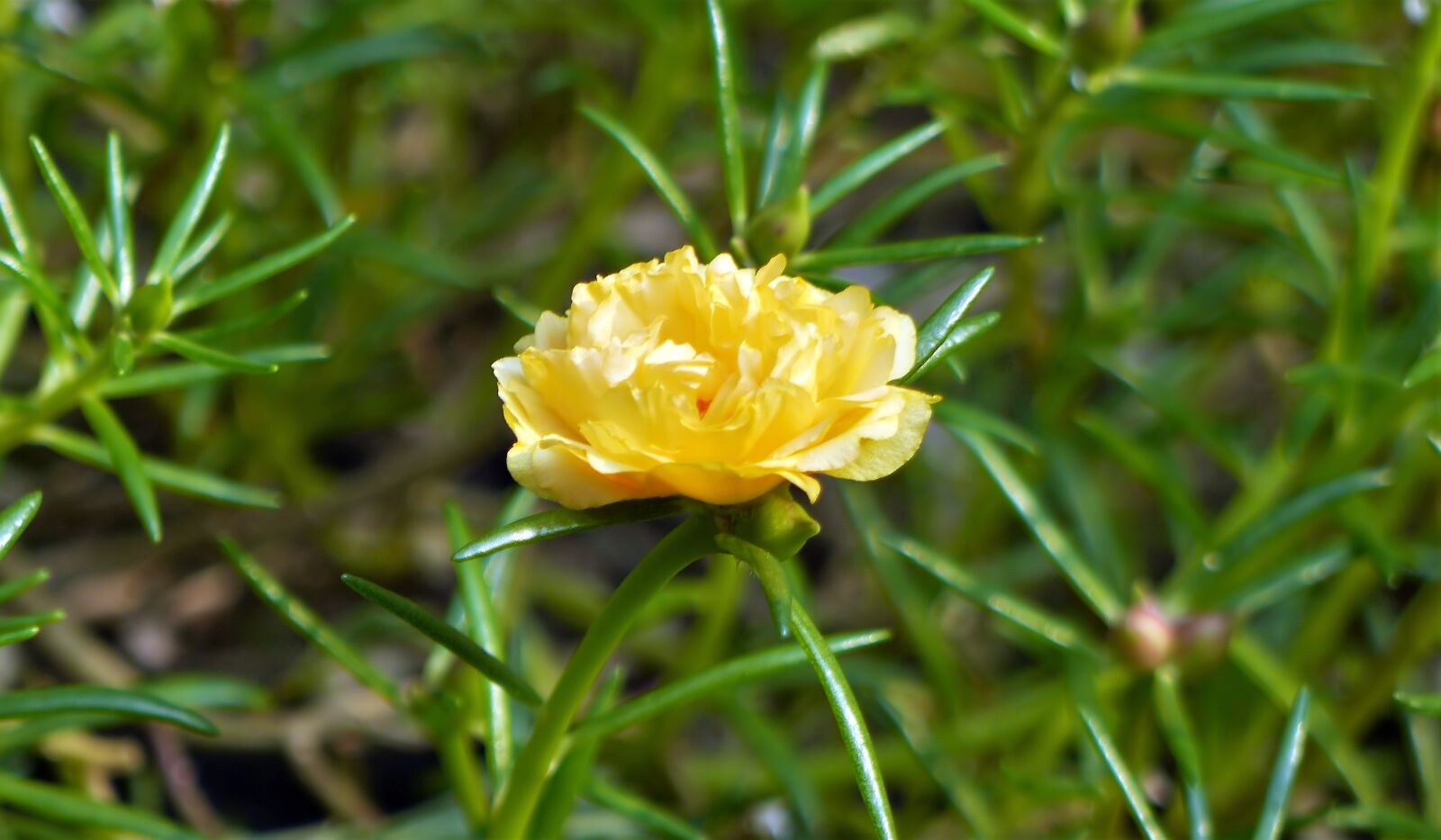 Panasonic Lumix DMC-GH3 sample photo. Flower, yellow, wild photography