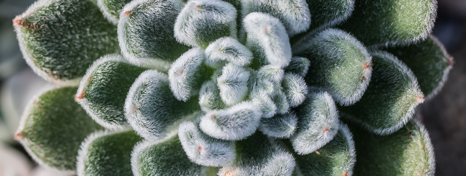 Canon EOS 6D Mark II sample photo. Nature, wallpaper, plant photography